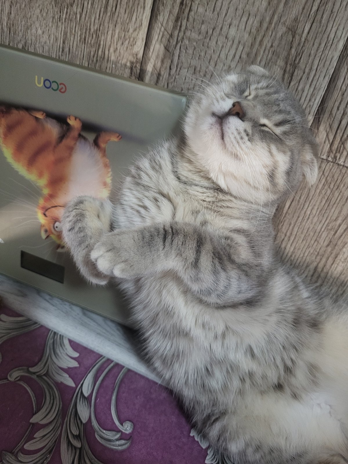 Quiet afternoon moments with sleeping cat documented in Зипуново