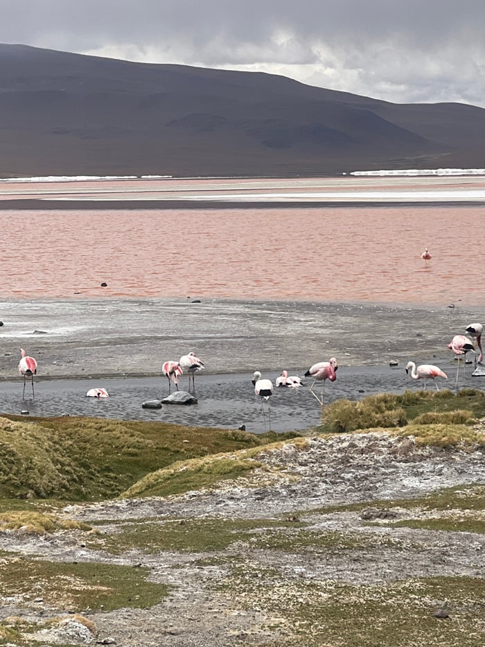 Pink lake with flamingos observed in remote Bolivian highlands