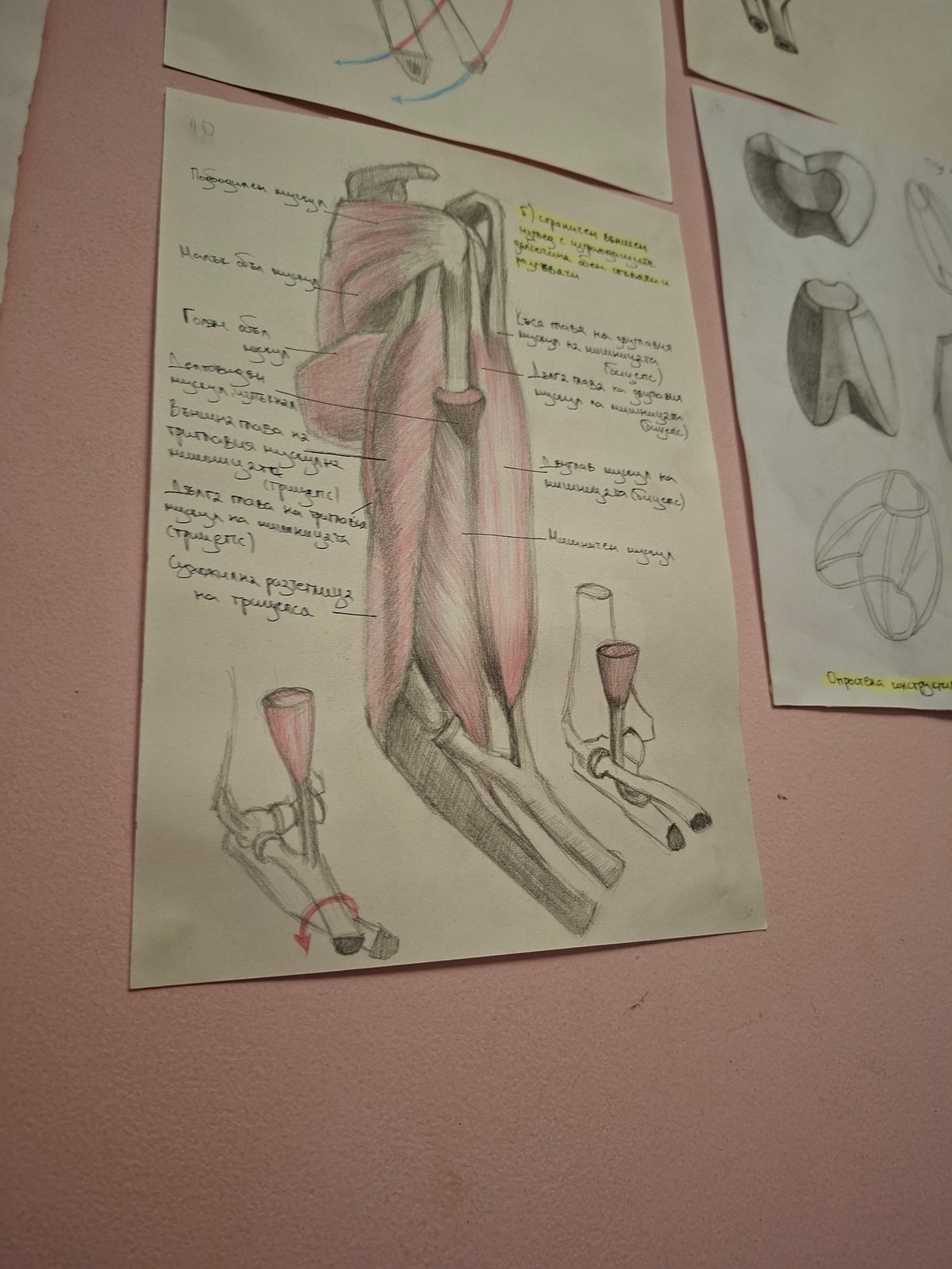 Anatomical drawings displayed on wall in Gabrovo, Bulgaria