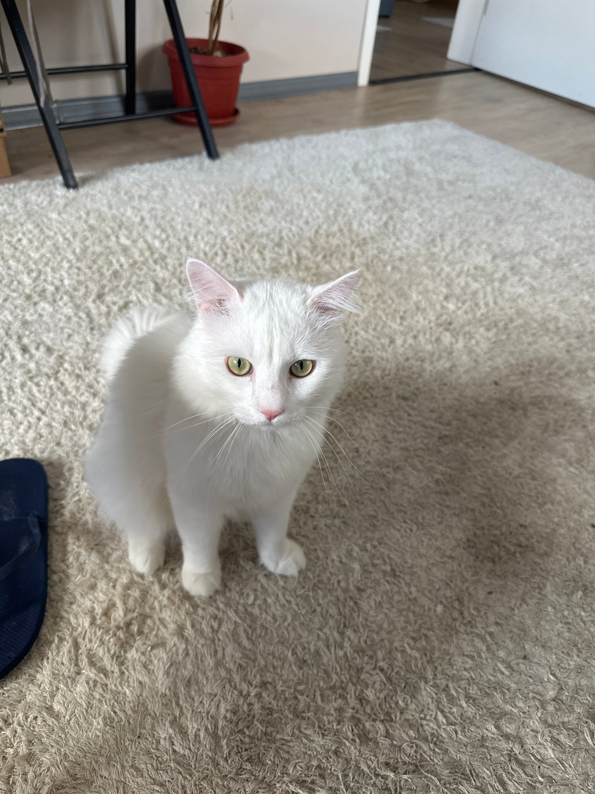 White cat spotted gazing upward in Sofia apartment