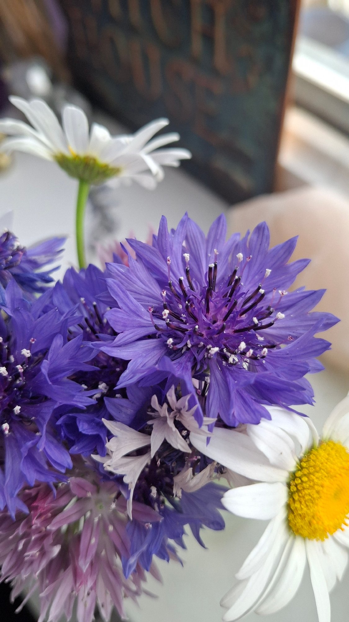 Garden documentation session captures flowers and fruits in Talgar
