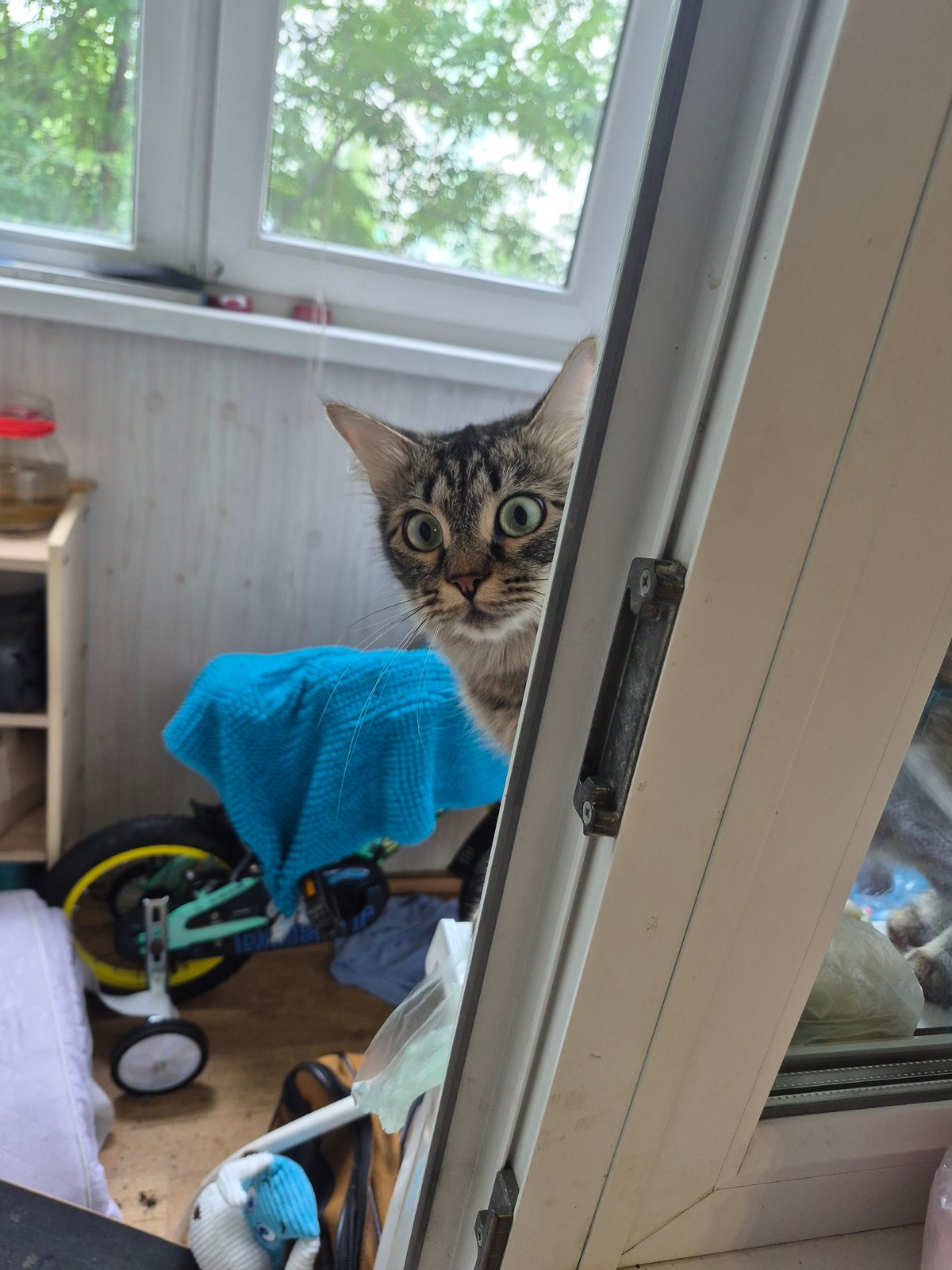 Summer morning in Nyagan: dogs, wildflowers, and street-level details