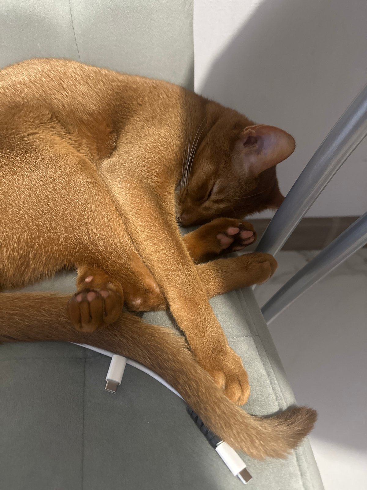 Abyssinian cat's afternoon routine documented in Kazan home