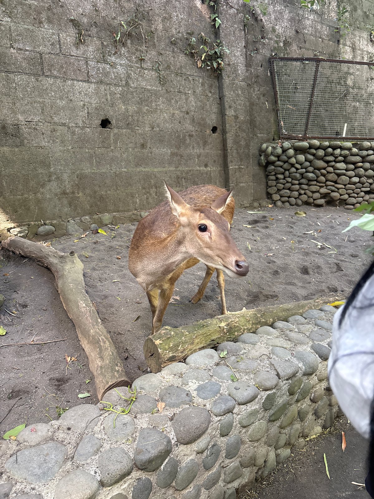 Morning at Bali Zoo: deer feeding, wallabies, and colorful parrots