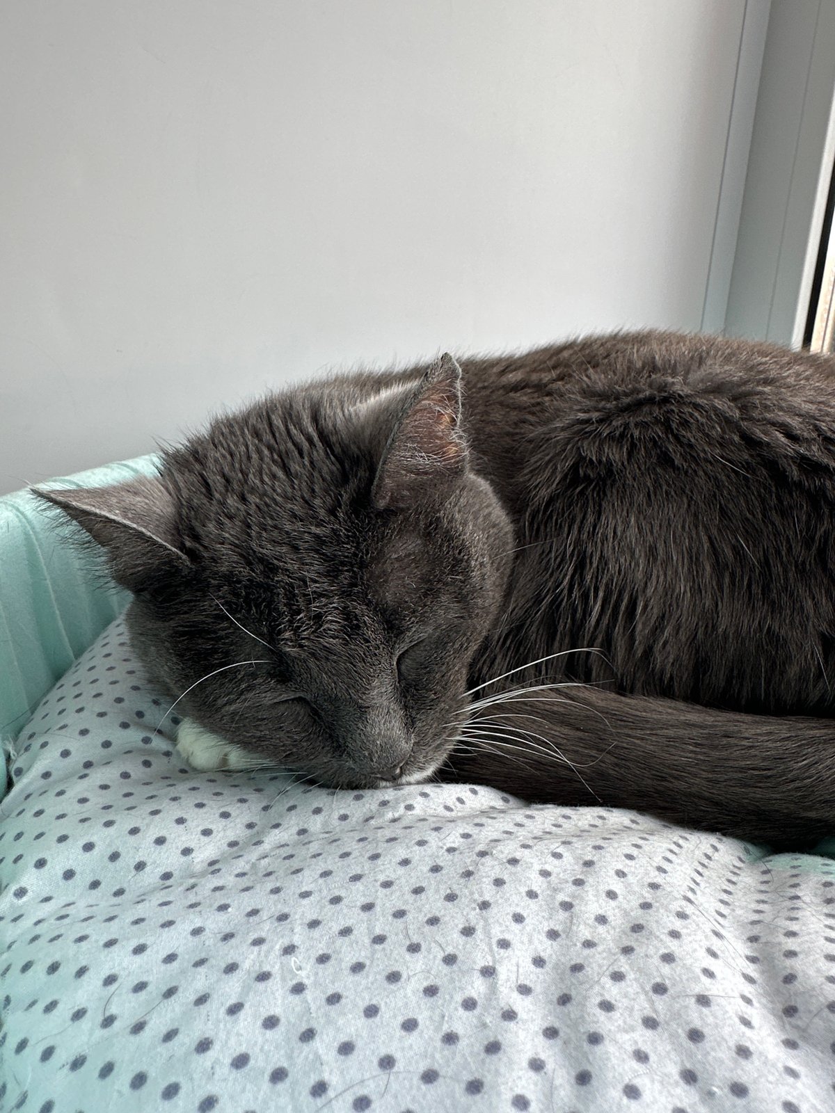Cat sleeps on polka dot bedding in Kazakhstan