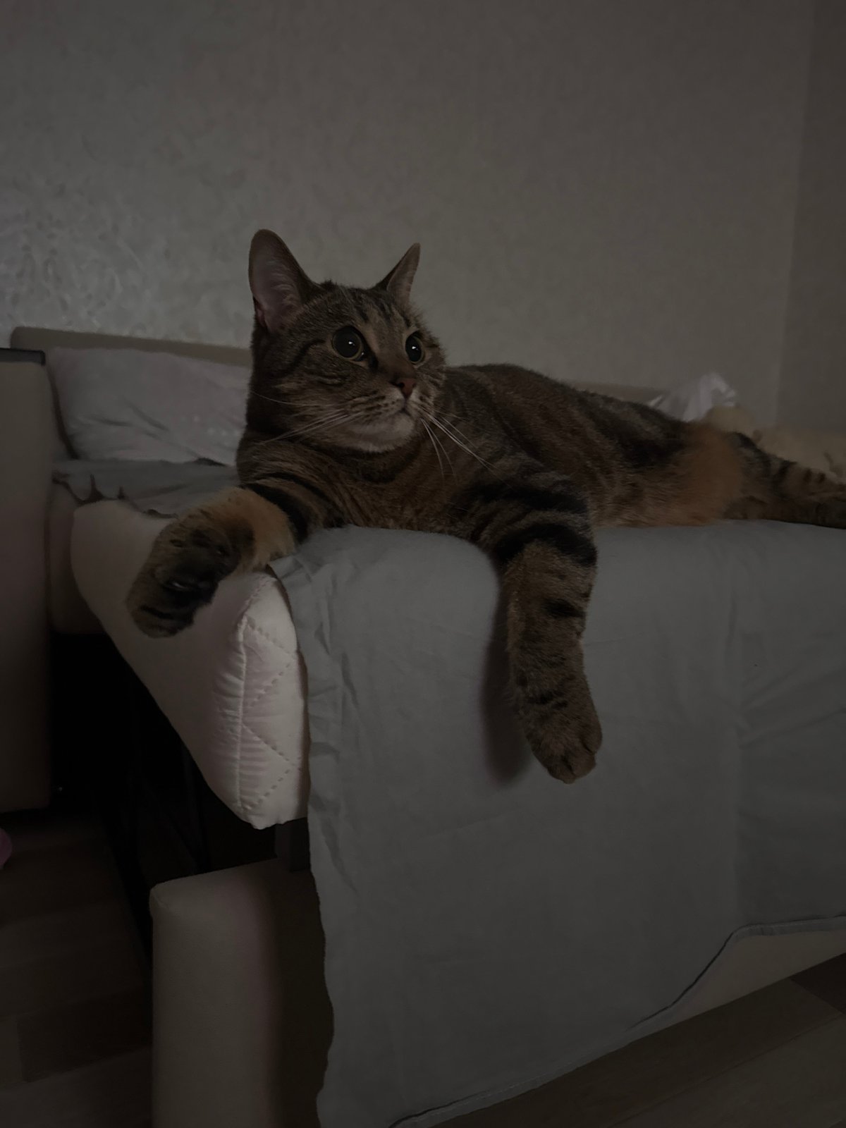 Two cats relaxing at home in Serpukhov, Russia