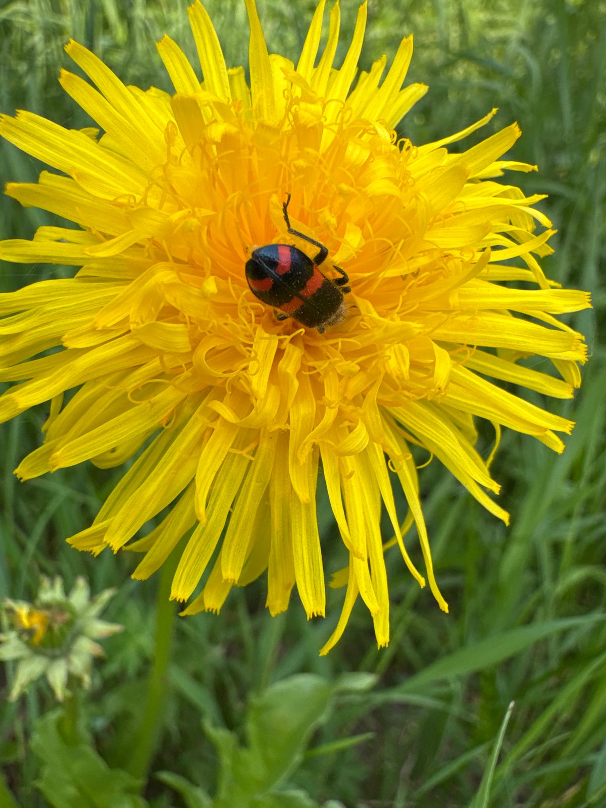 Red-marked insect rests on a yellow dandelion in Tynda