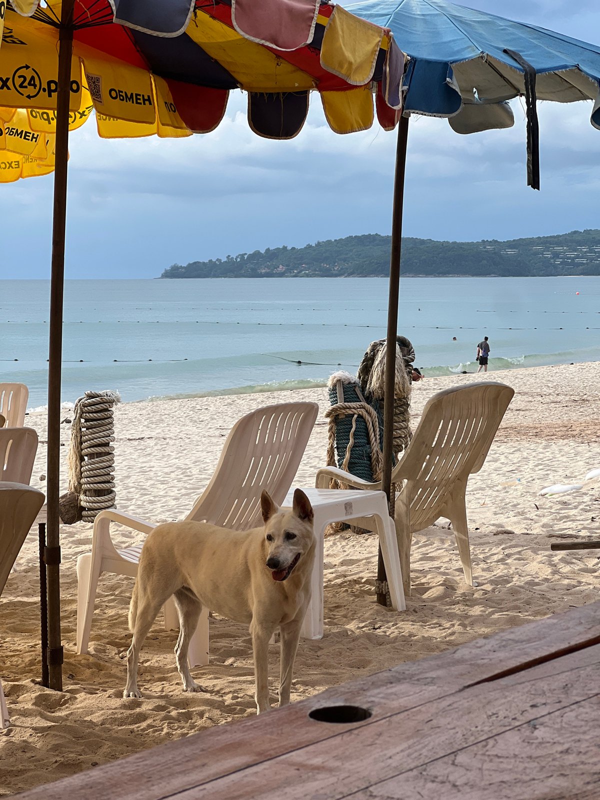 Beachside Scene with Dog, Umbrellas, Chairs Documented by Witnesses