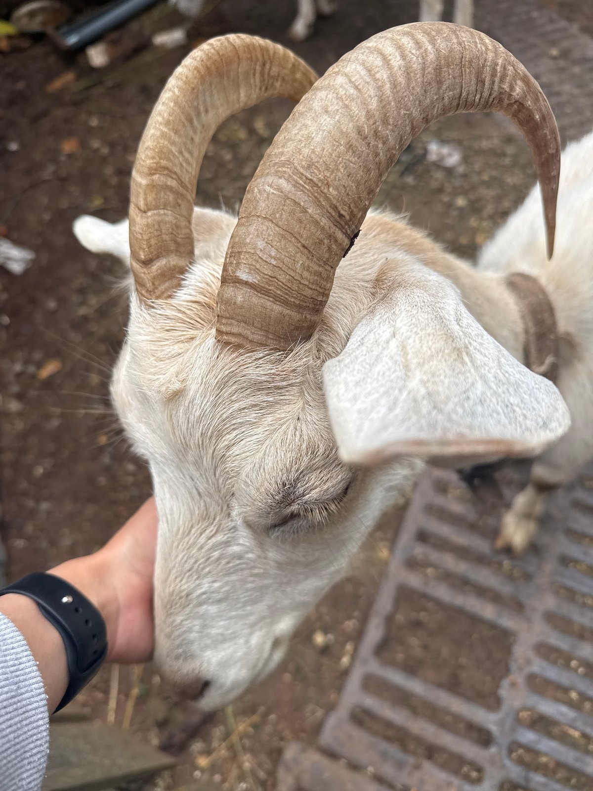 Hand petting a white horned goat in rural Russia