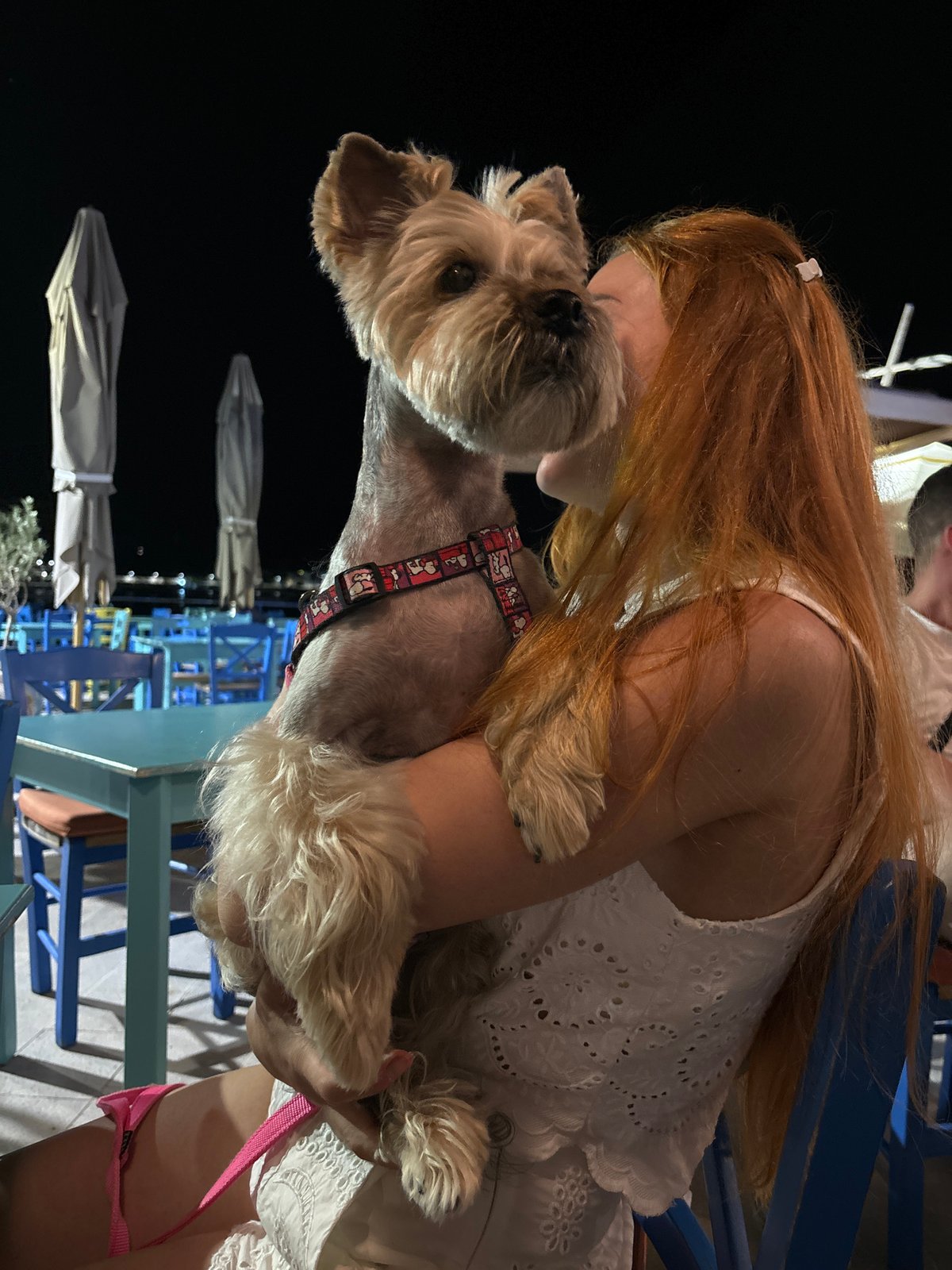 Dinner in Petrovac with a Yorkshire Terrier stealing the show