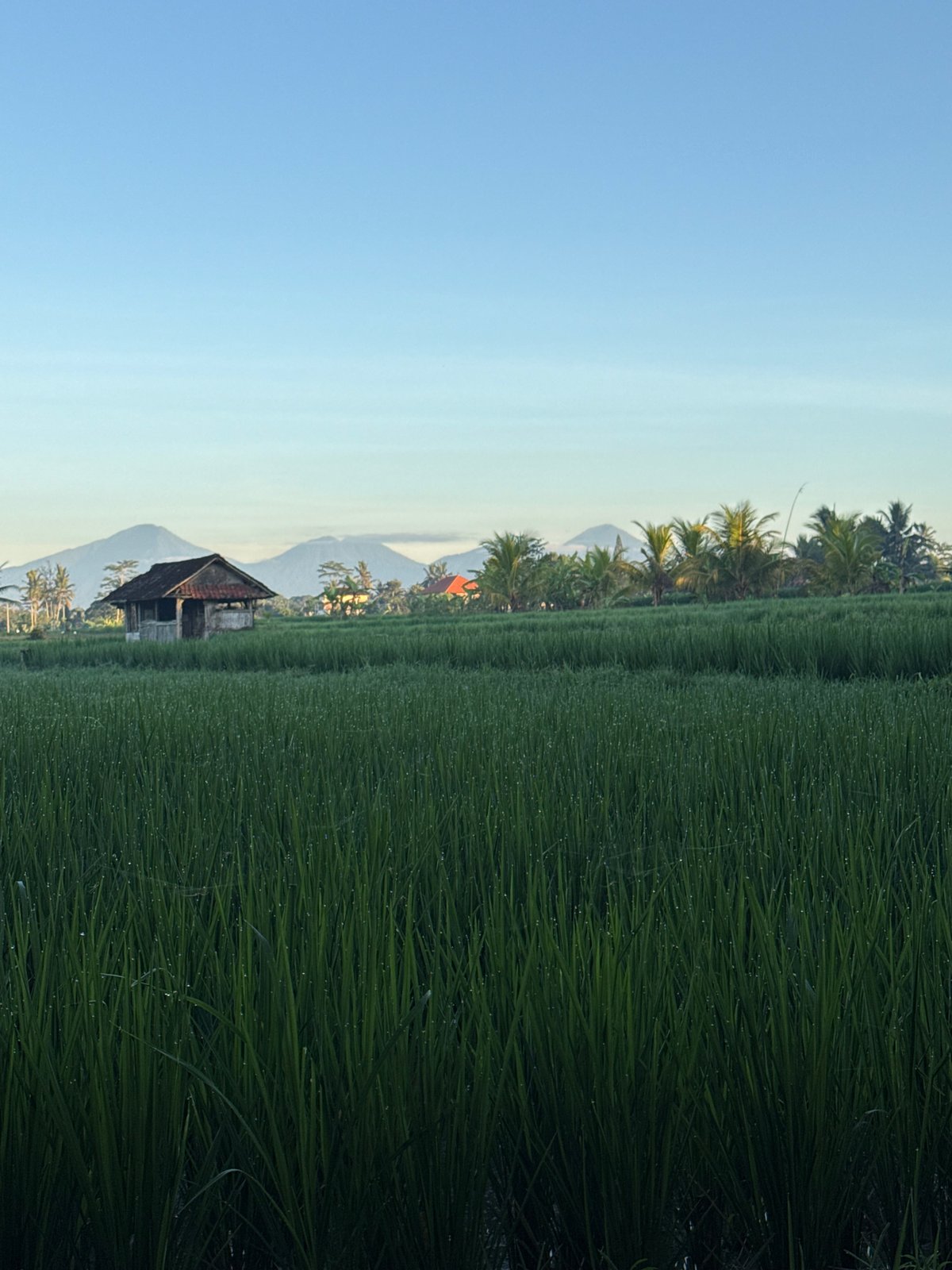 Twilight rice fields documented in Pejeng Kaja, Indonesia