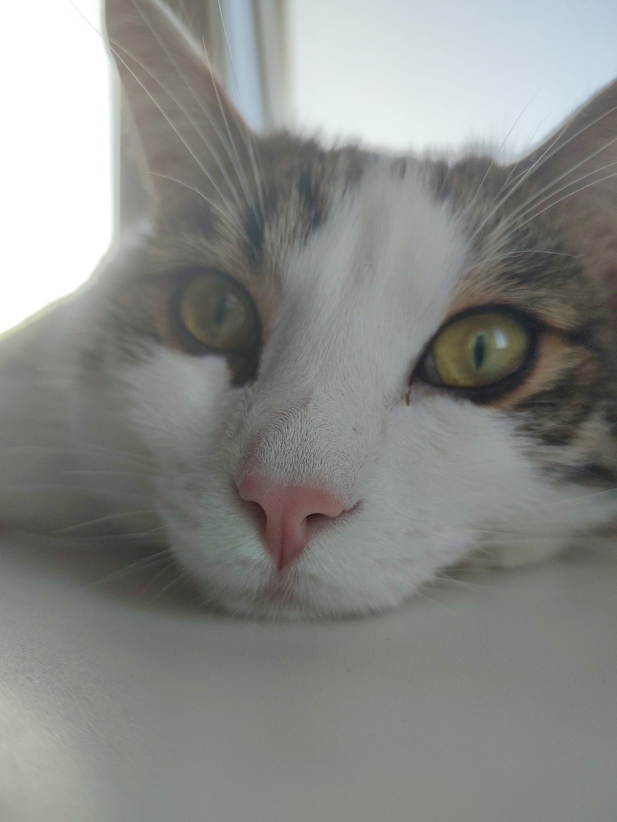 Cat on a windowsill, cozy apartment details, Voronezh