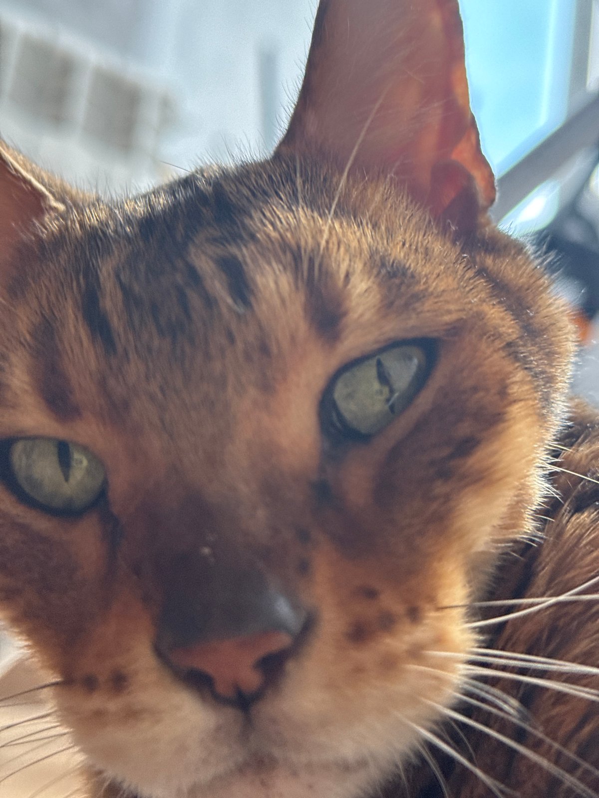 Bengal cat soaking up sunlight and affection on a wooden floor