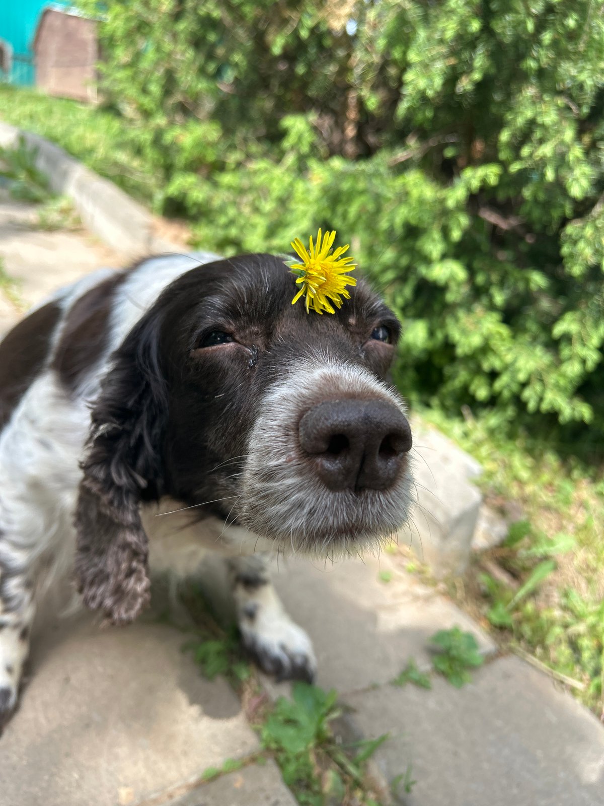 Spring photo session with pets and dandelions in Фоки