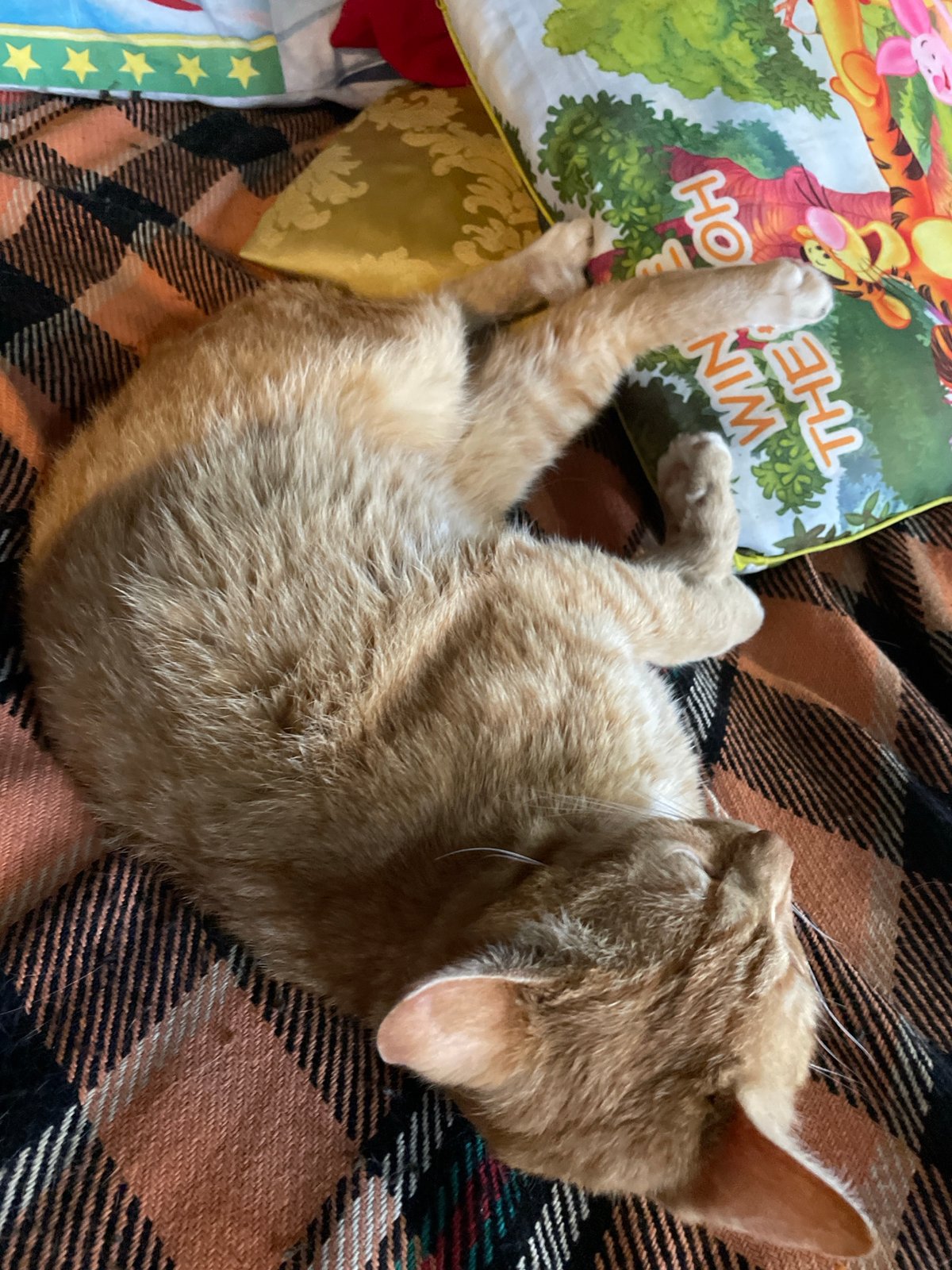 Orange tabby cat enjoys quiet afternoon with owner in Bulgaria
