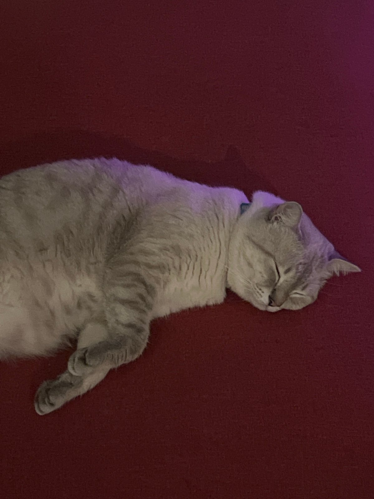 Cat sleeps peacefully on red furniture surface