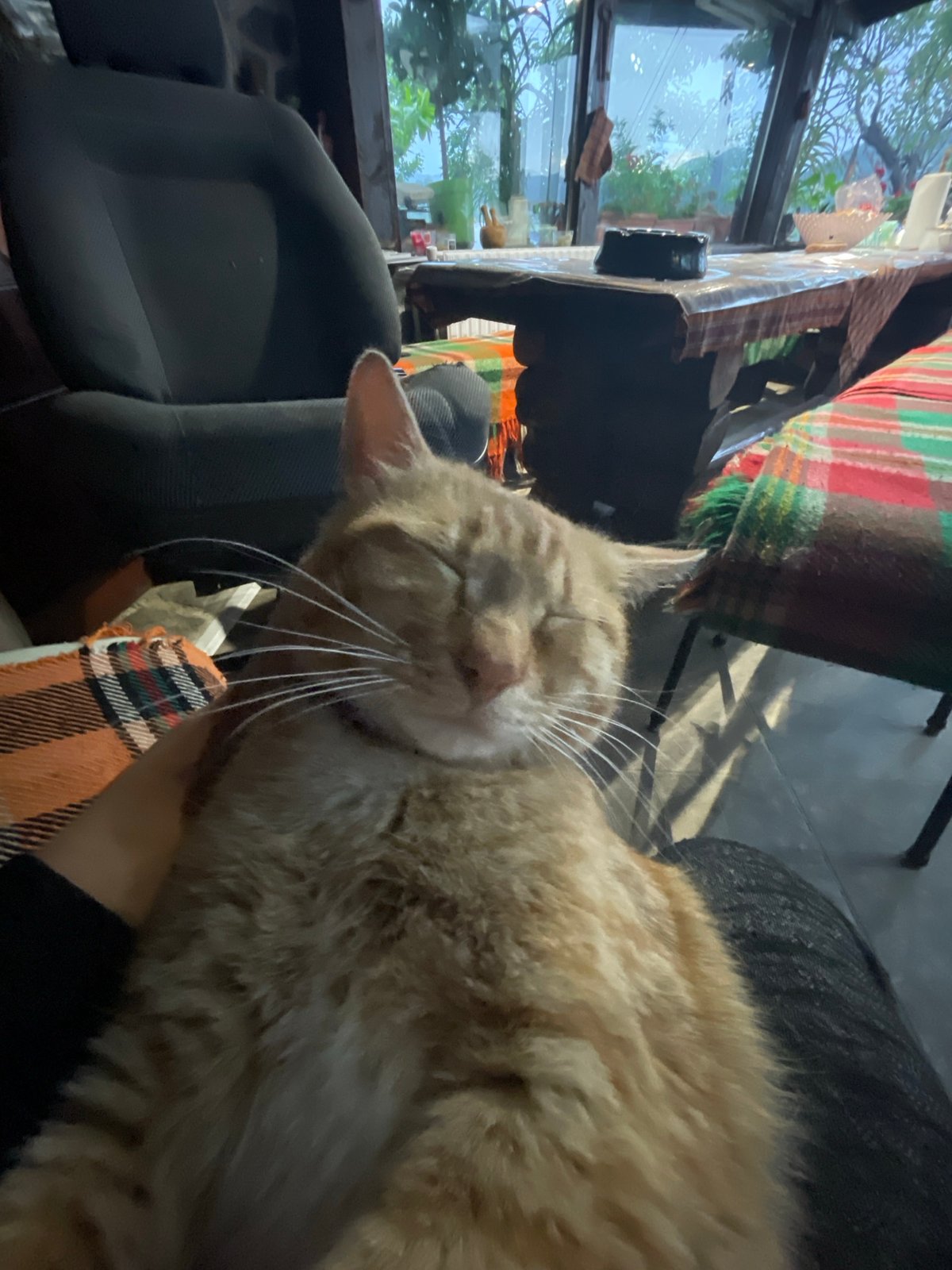 Orange tabby cat resting and grooming indoors in Bulgaria