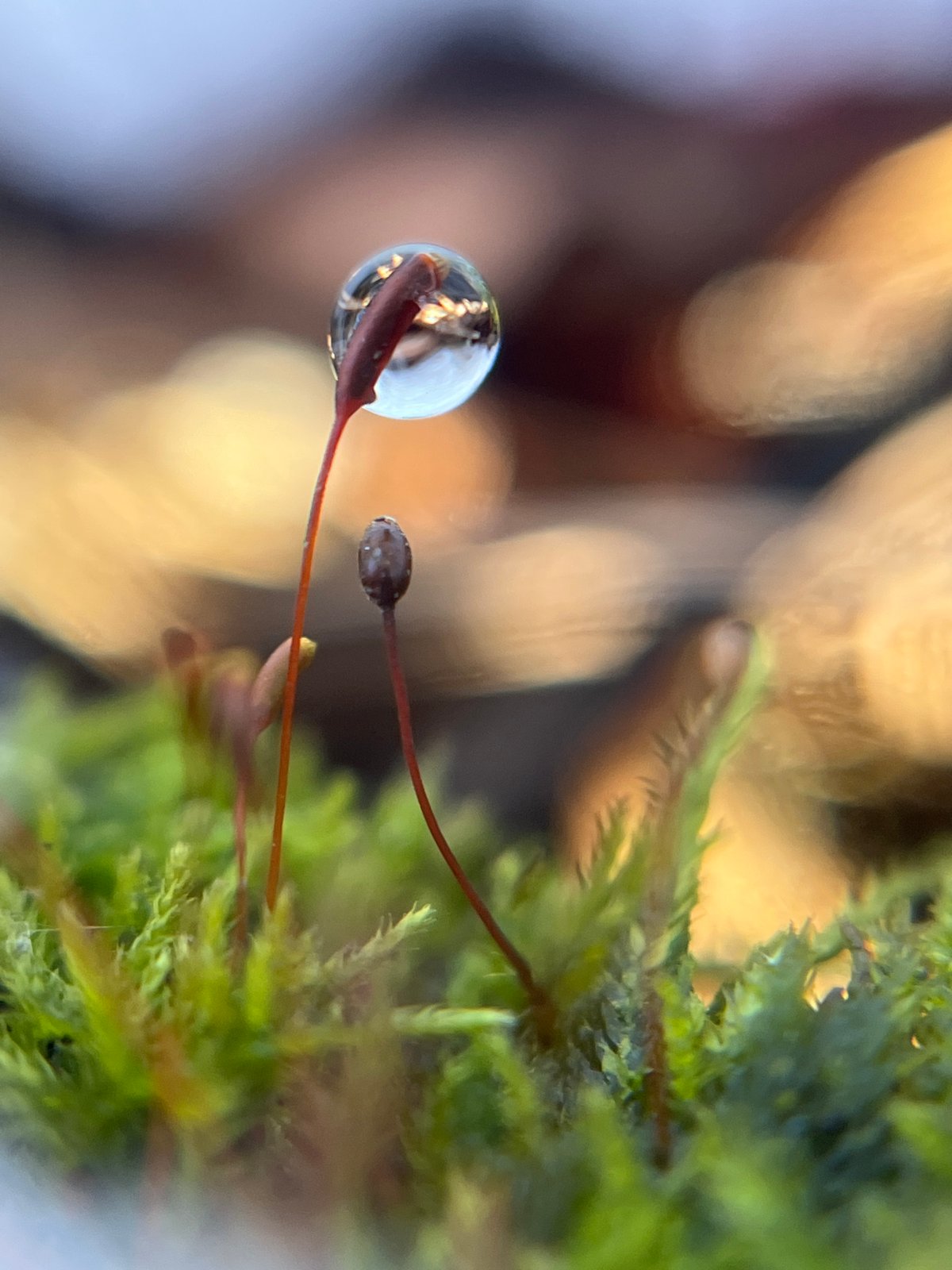 Spring day documented through nature photography in rural Russia