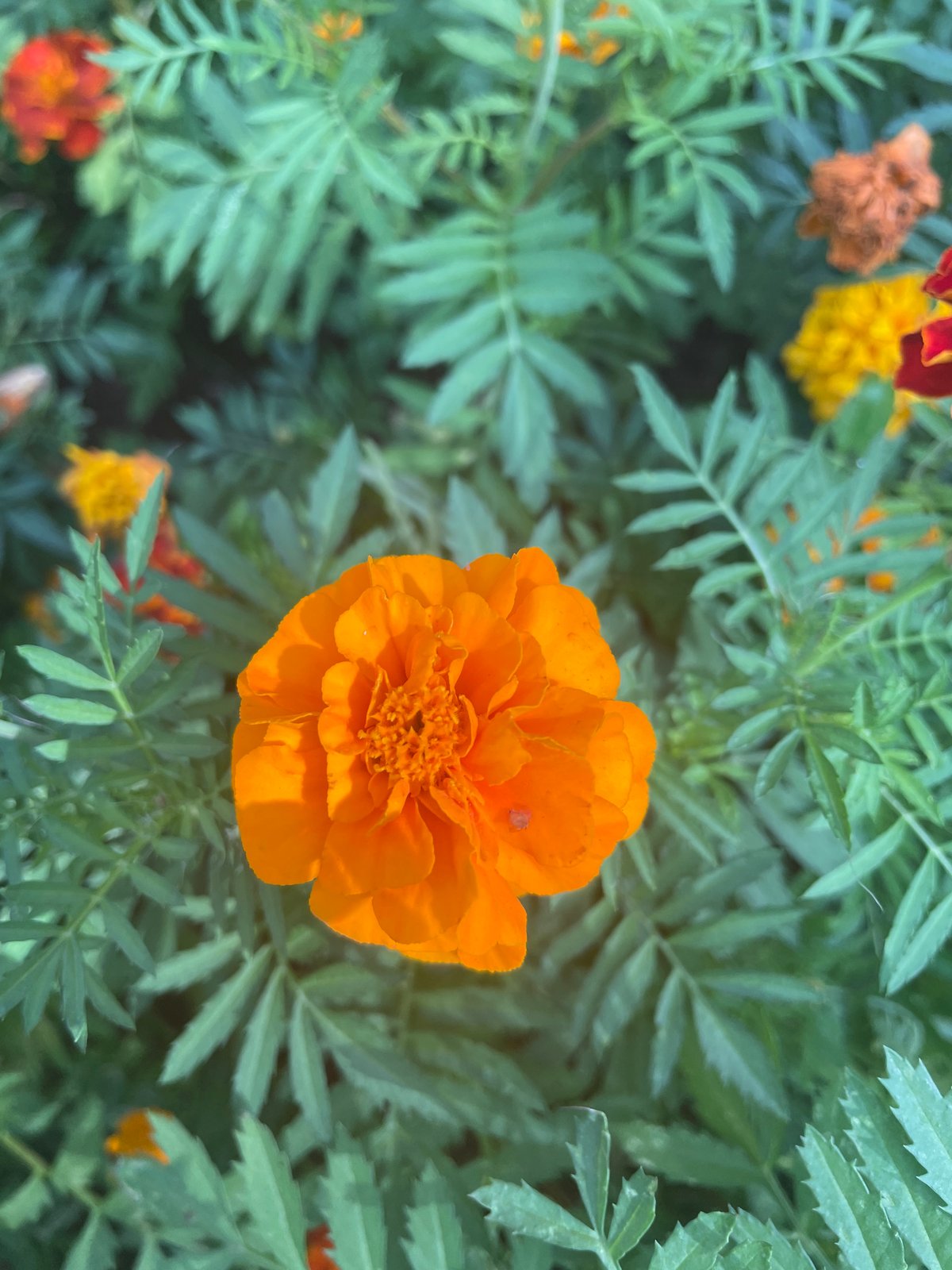 Marigolds in bloom and a curious dog in Surgut
