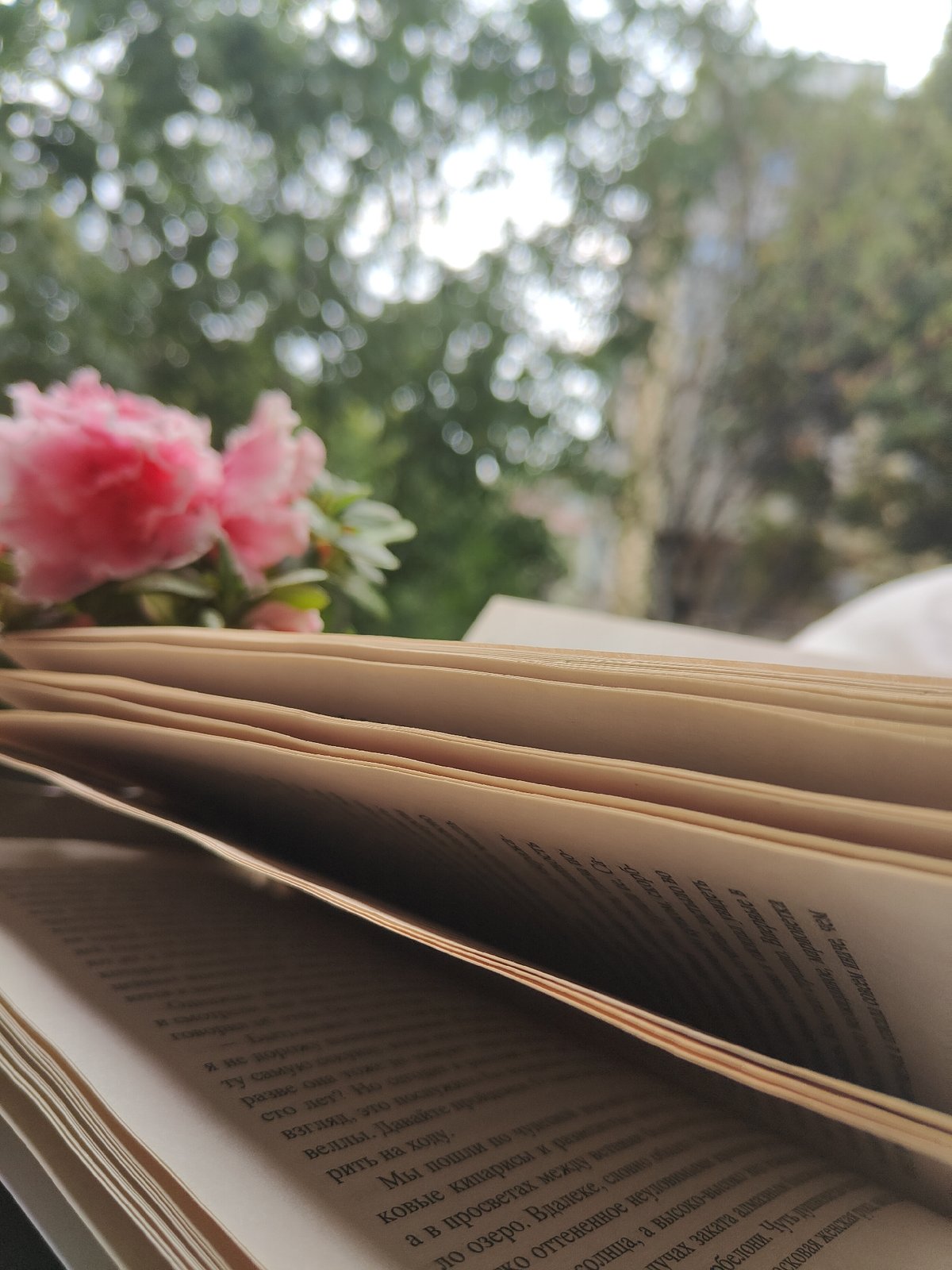 Rainy afternoon with a Russian book and pink azalea by the window
