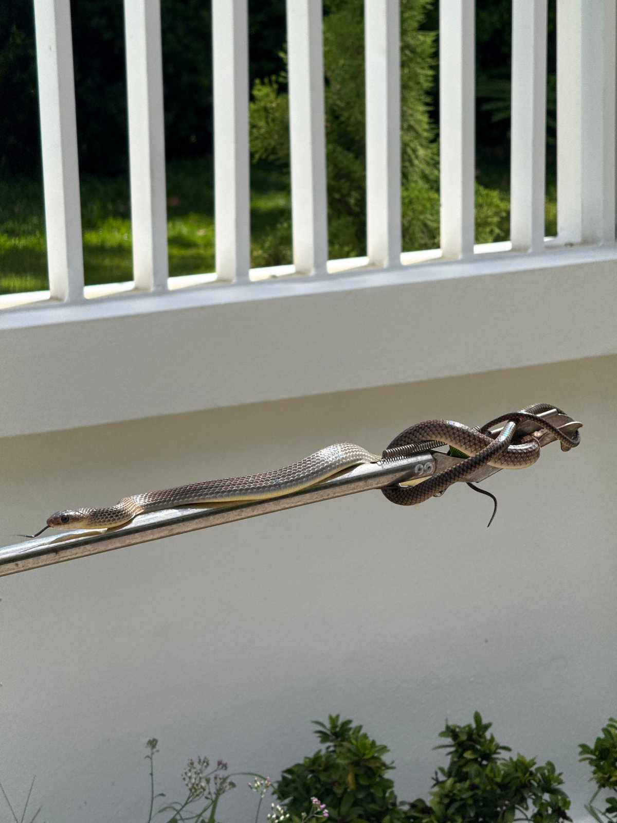Two snakes handled on a pole at a Ko Samui residence