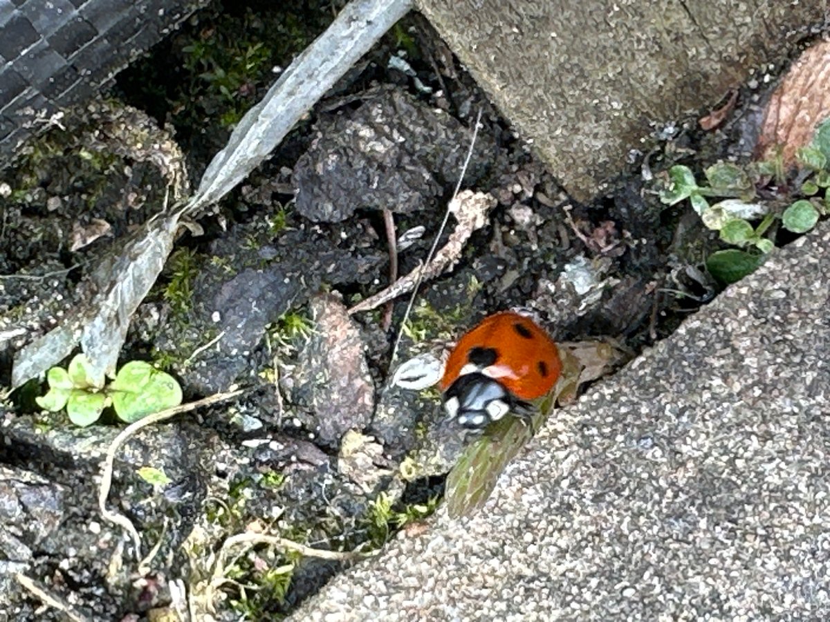 Ladybug spotted resting on plant near concrete surface