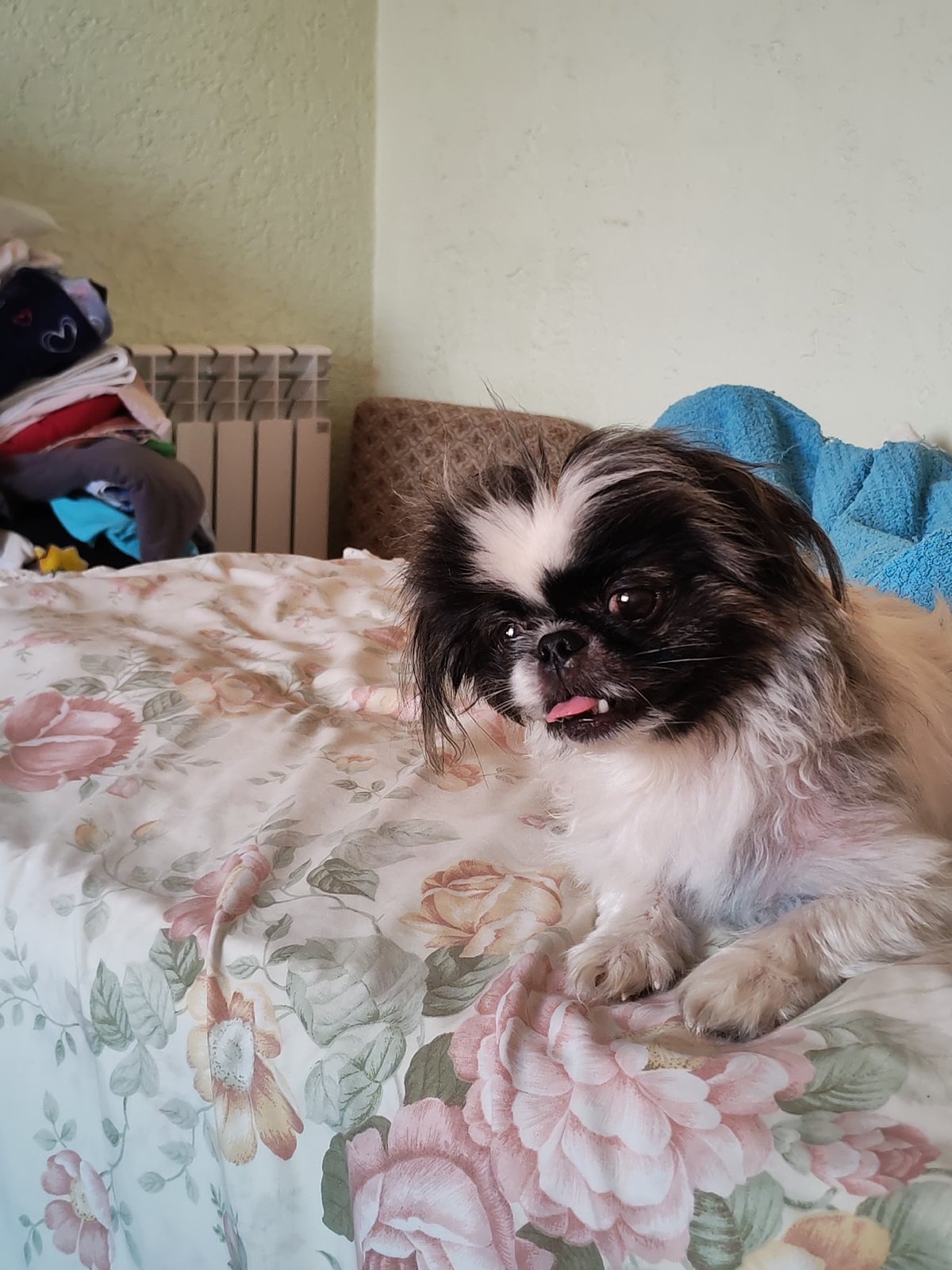 Newborn, a Pekingese, and summer garden in Izhevsk