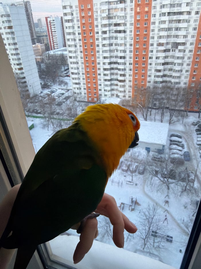 Russian resident documents morning routine with pet parrot