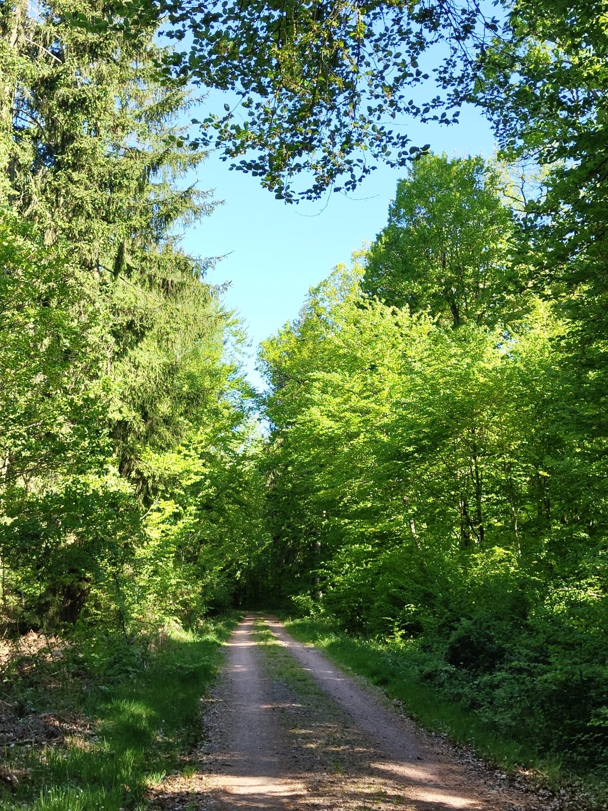Morning forest walk documented near Mettlach, Germany
