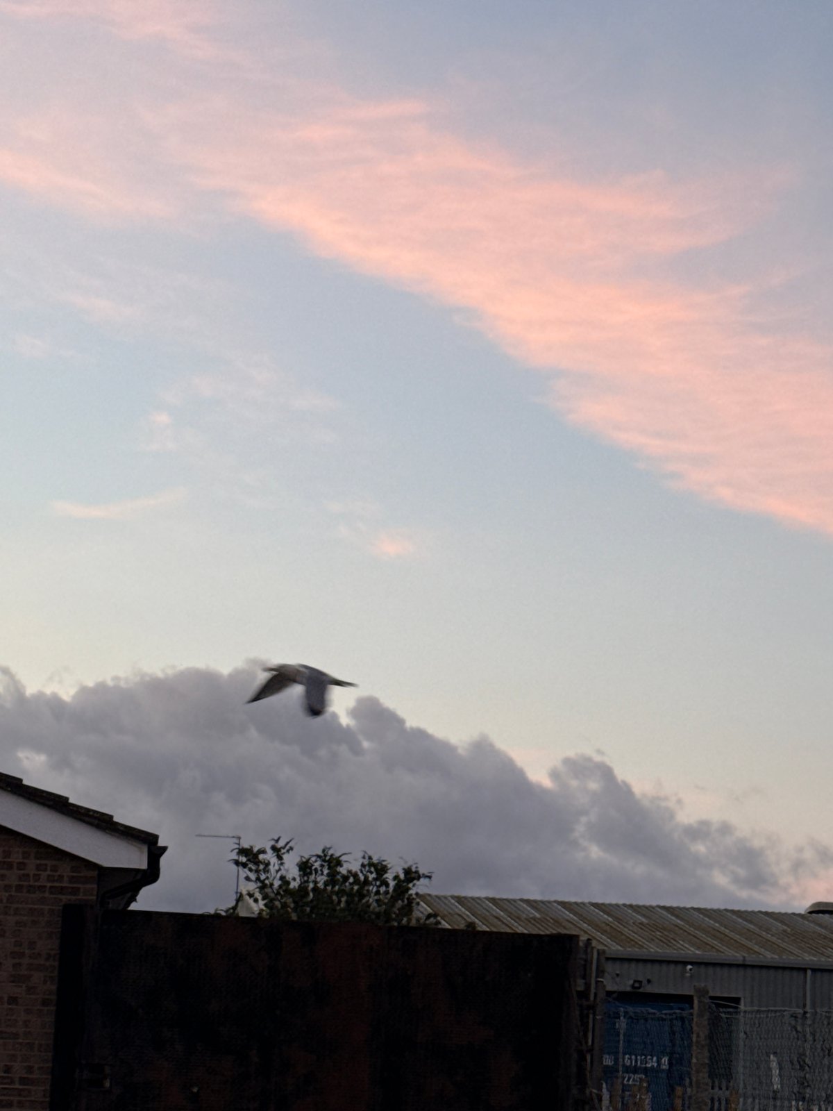 Bird spotted flying over Great Yarmouth's pink-tinged evening sky