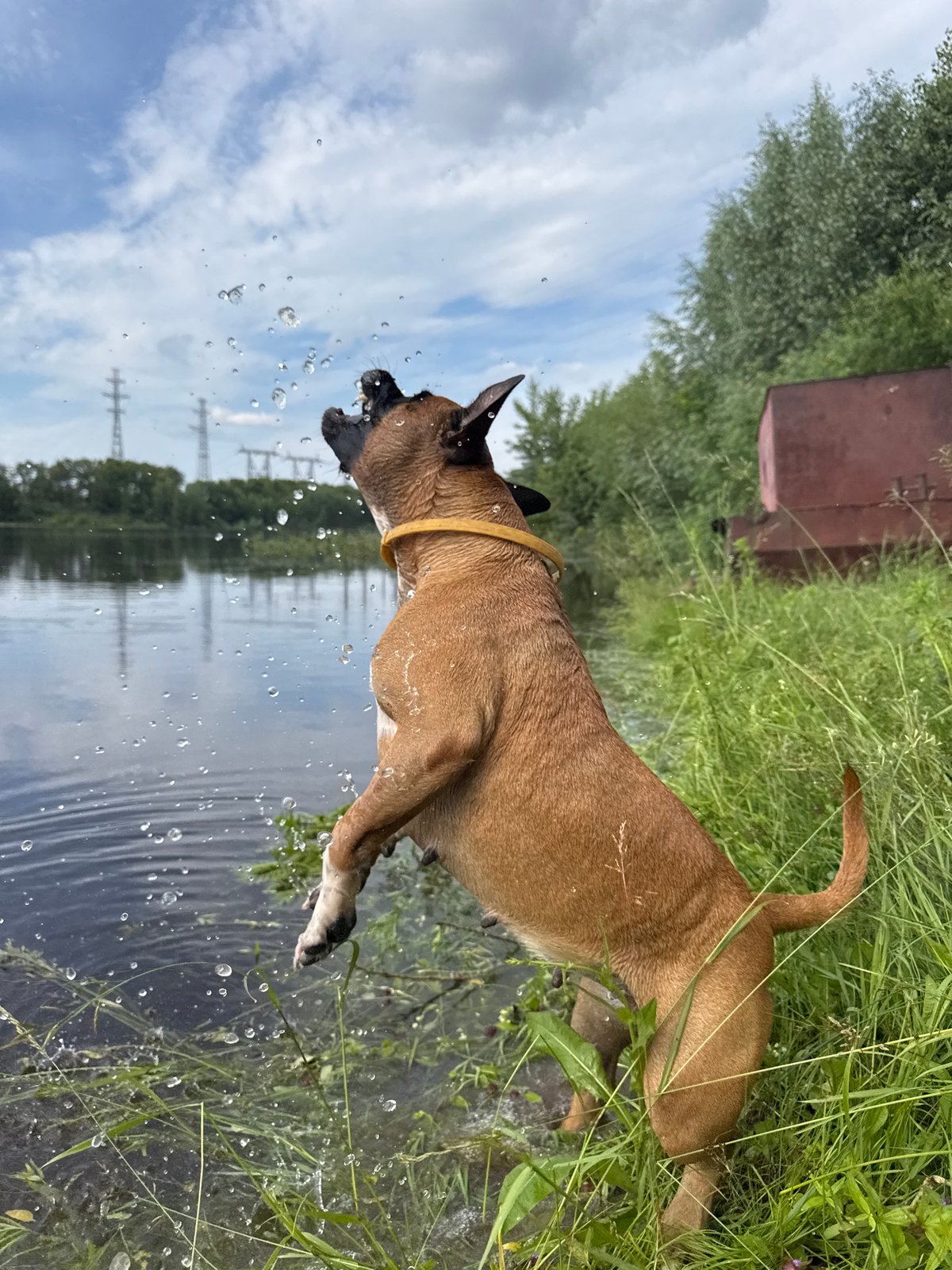 Dog and owner enjoy a lazy swim day on the Kama River