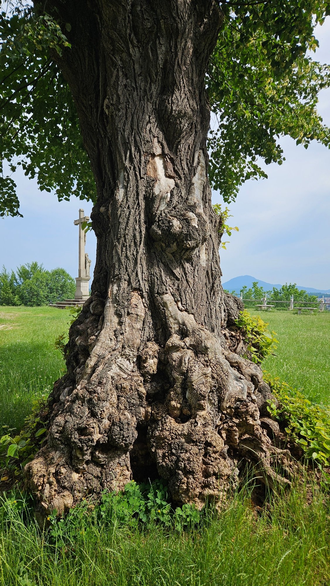 Inside a historic overgrown cemetery in Prešov, Slovakia