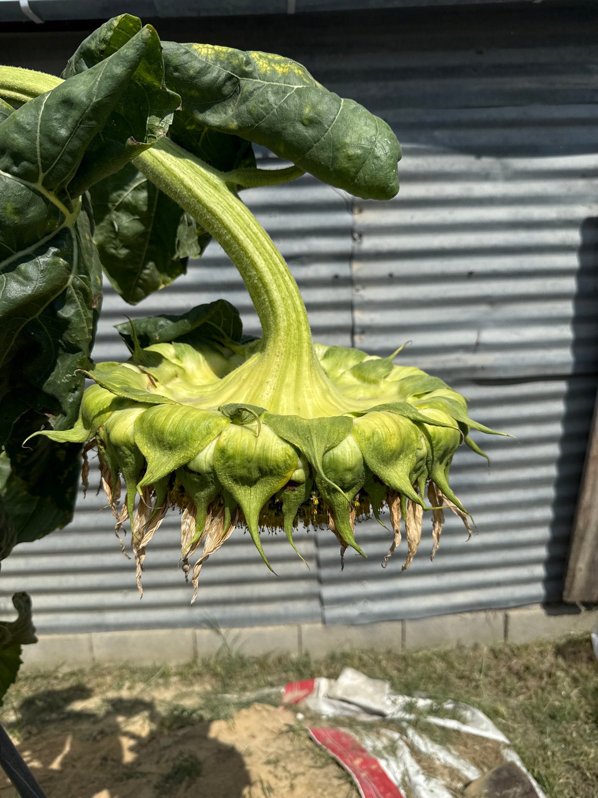 Tbilisi backyard in summer: fruit, flowers, and everyday objects