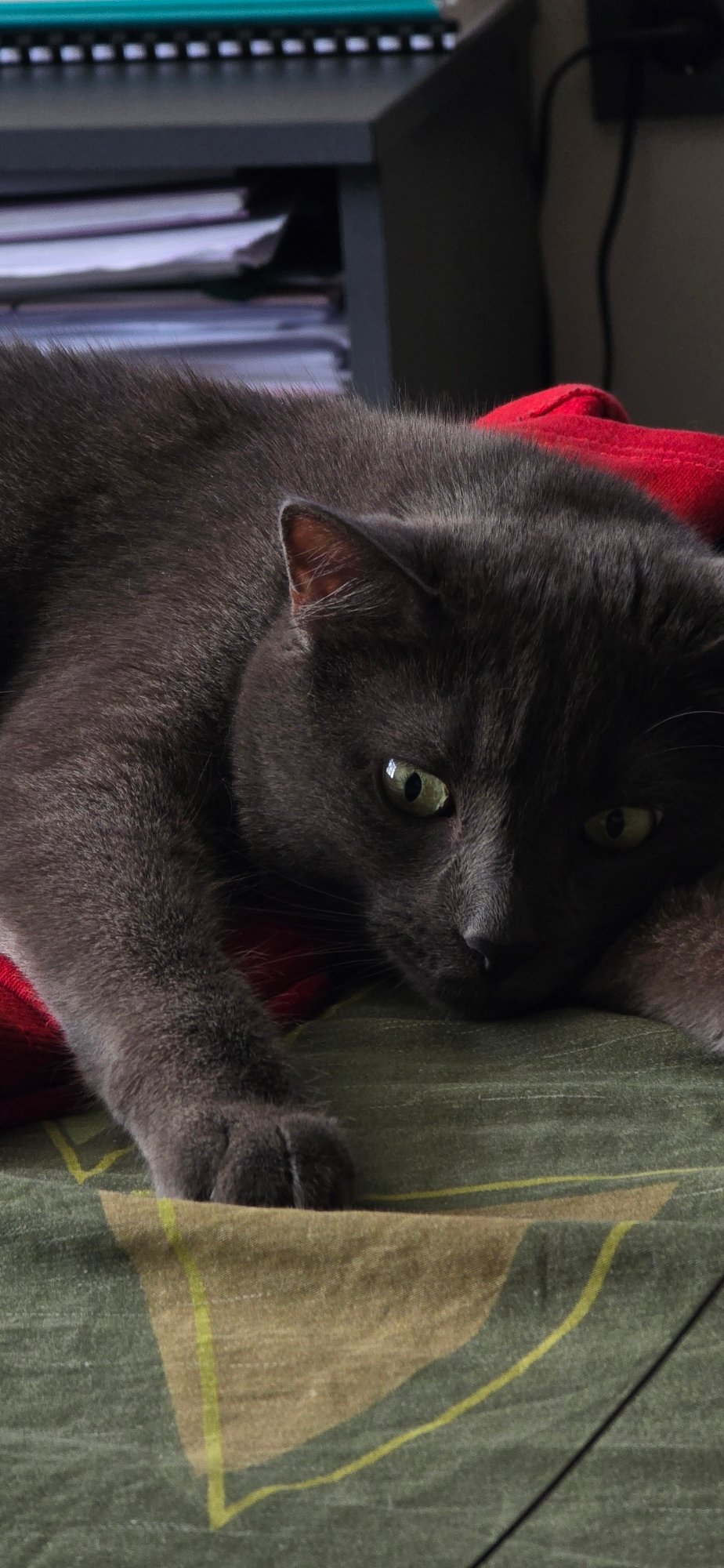 Gray cat rests and grooms on bed in Bulgaria