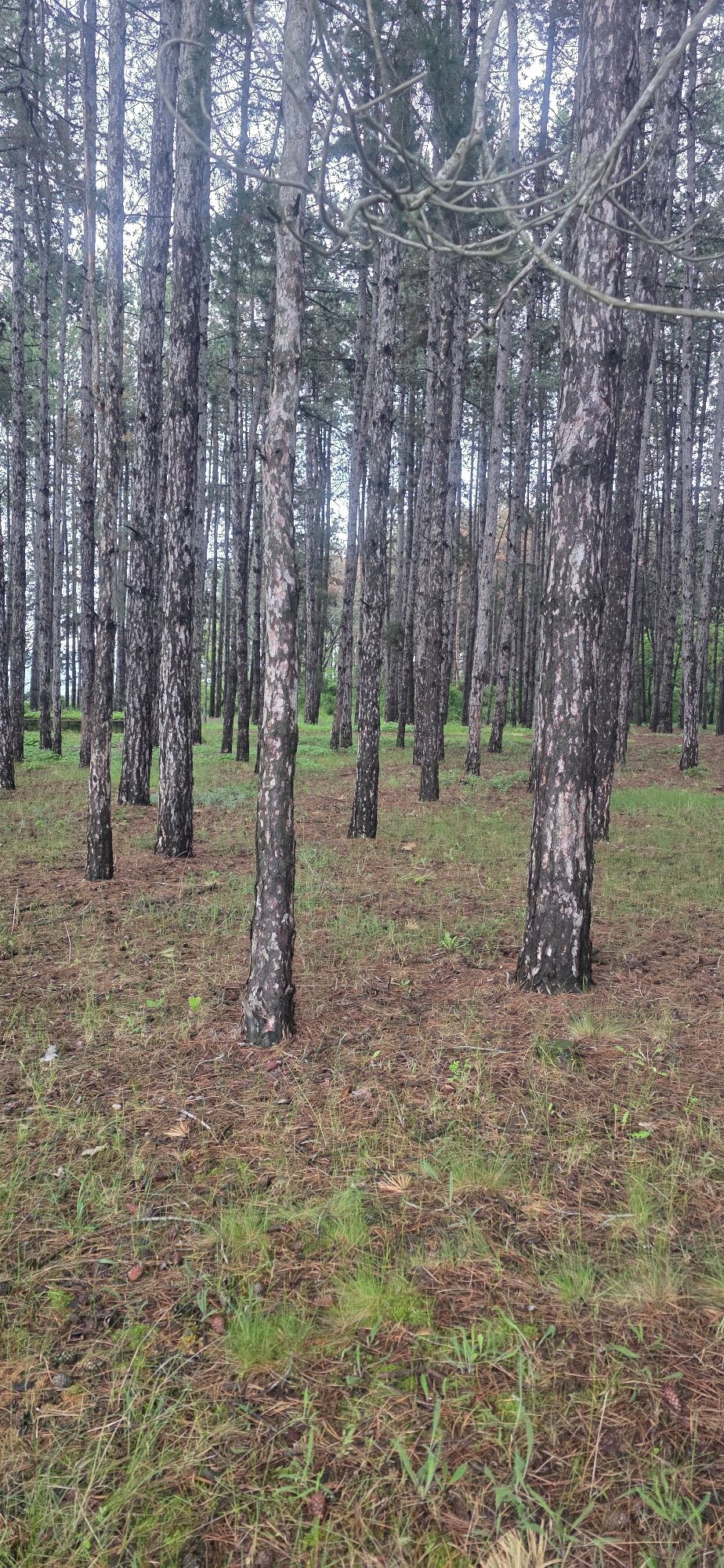 Early morning forest scenes documented in rural Bulgaria