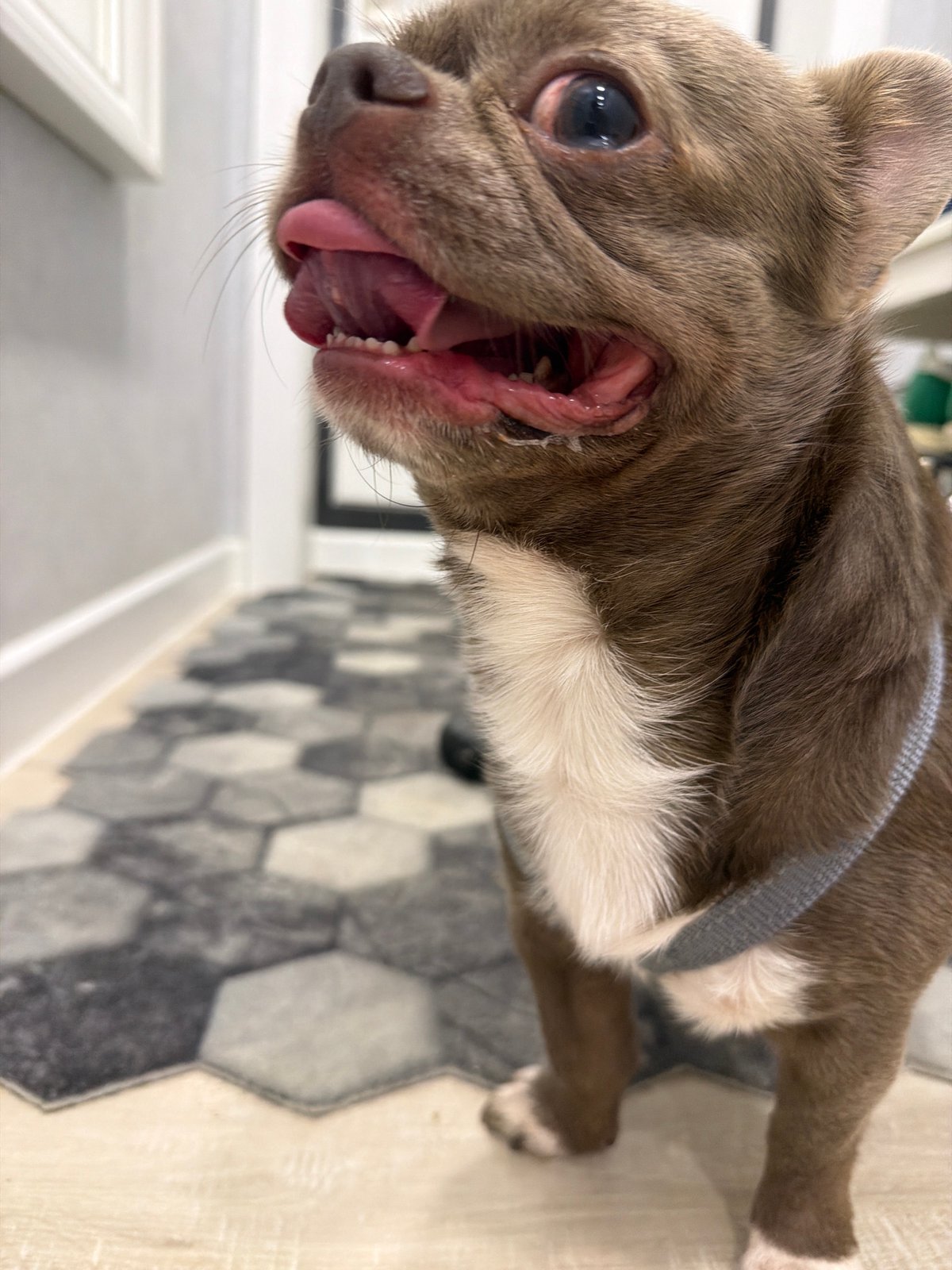 Chihuahua mix chills indoors in Votkinsk, tongue out