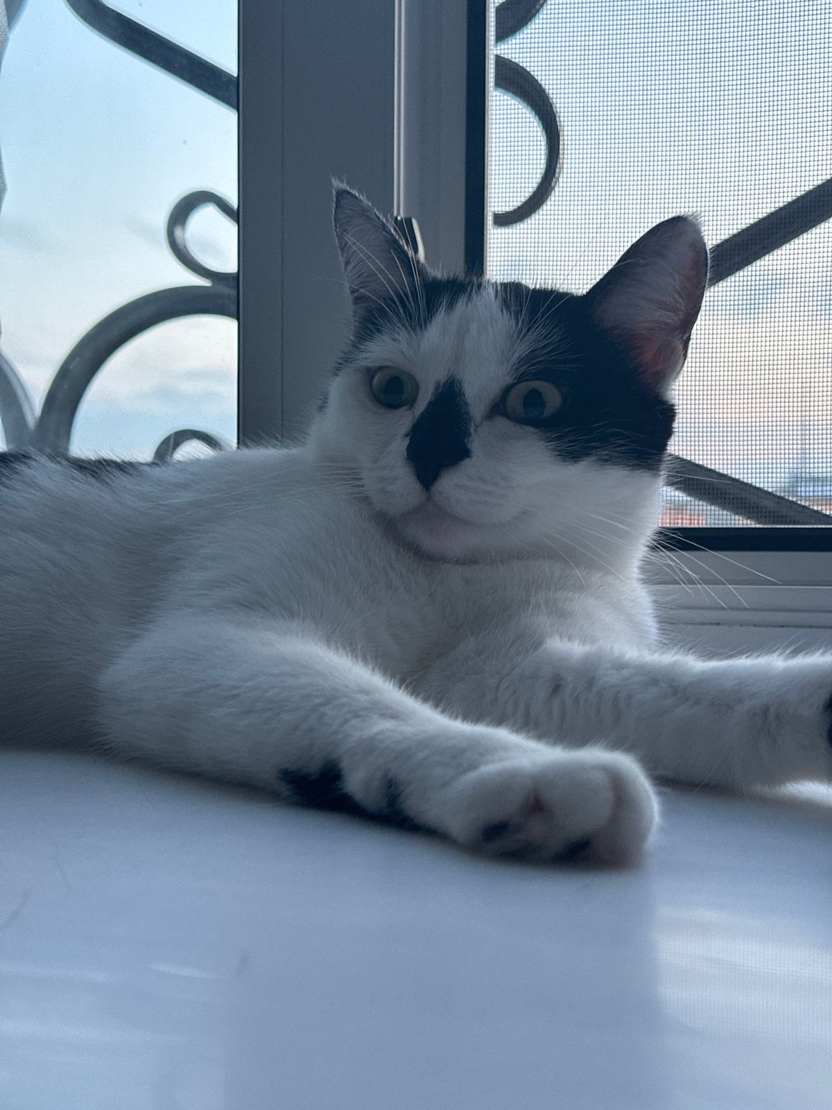 Black and white cat lounging around a Kokshetau apartment