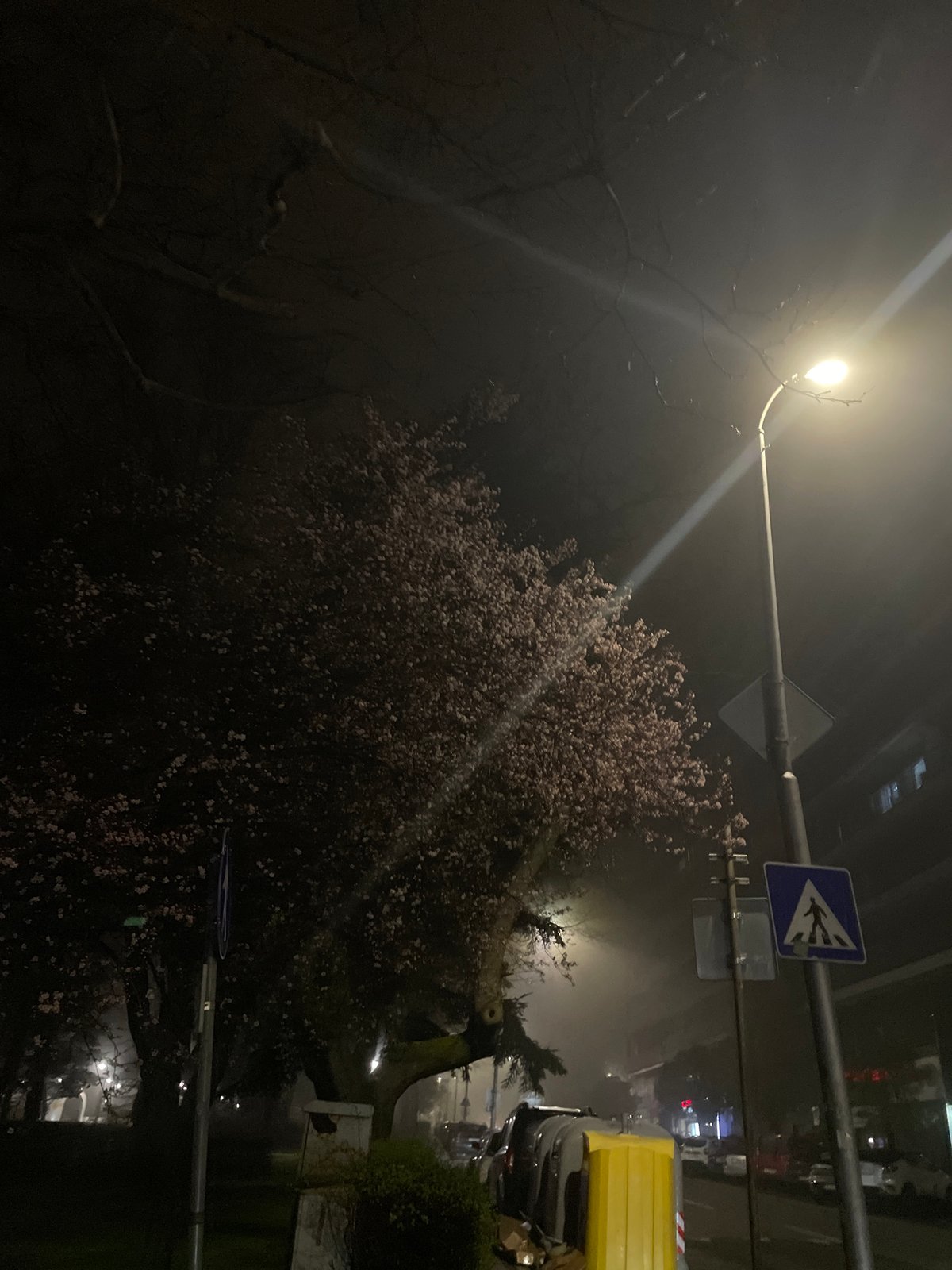 Hedgehog spotted foraging on foggy Burgas street at night