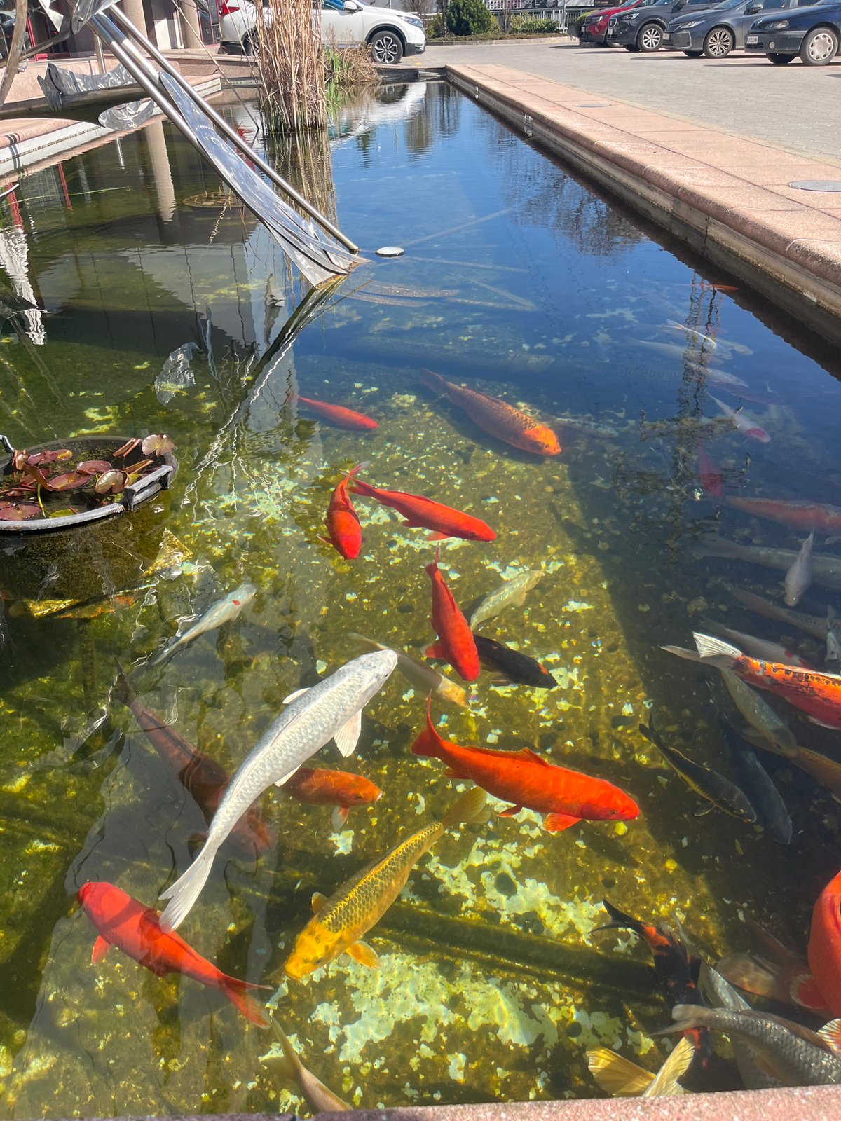 Colorful koi fish spotted in Sofia pond