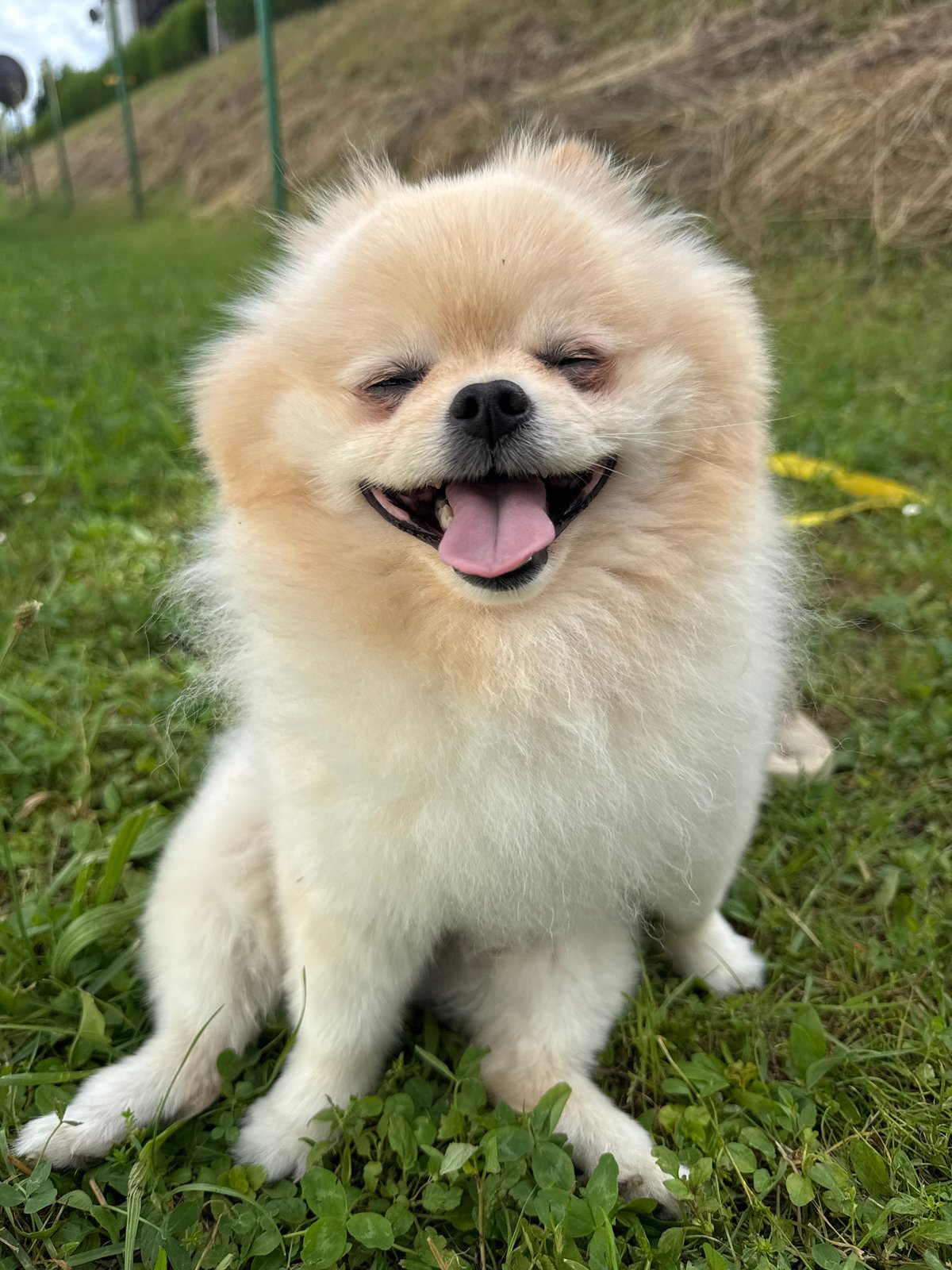 Fluffy dog enjoys relaxed moment on grass in German town