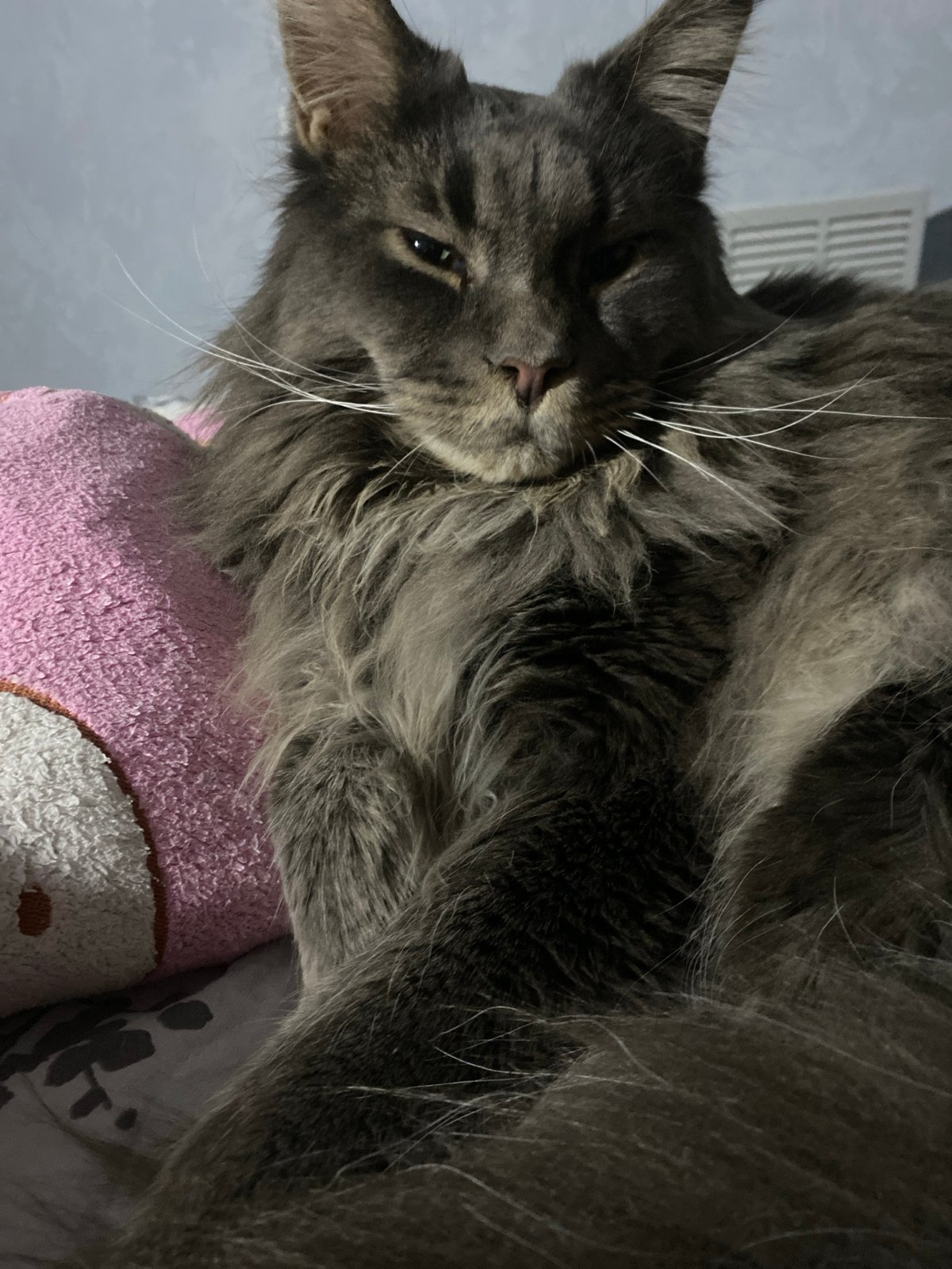 Quiet afternoon moments captured in Chaikovsky home with cat