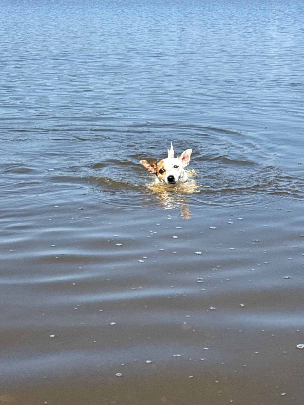 Small dog swimming near the Lysva shoreline