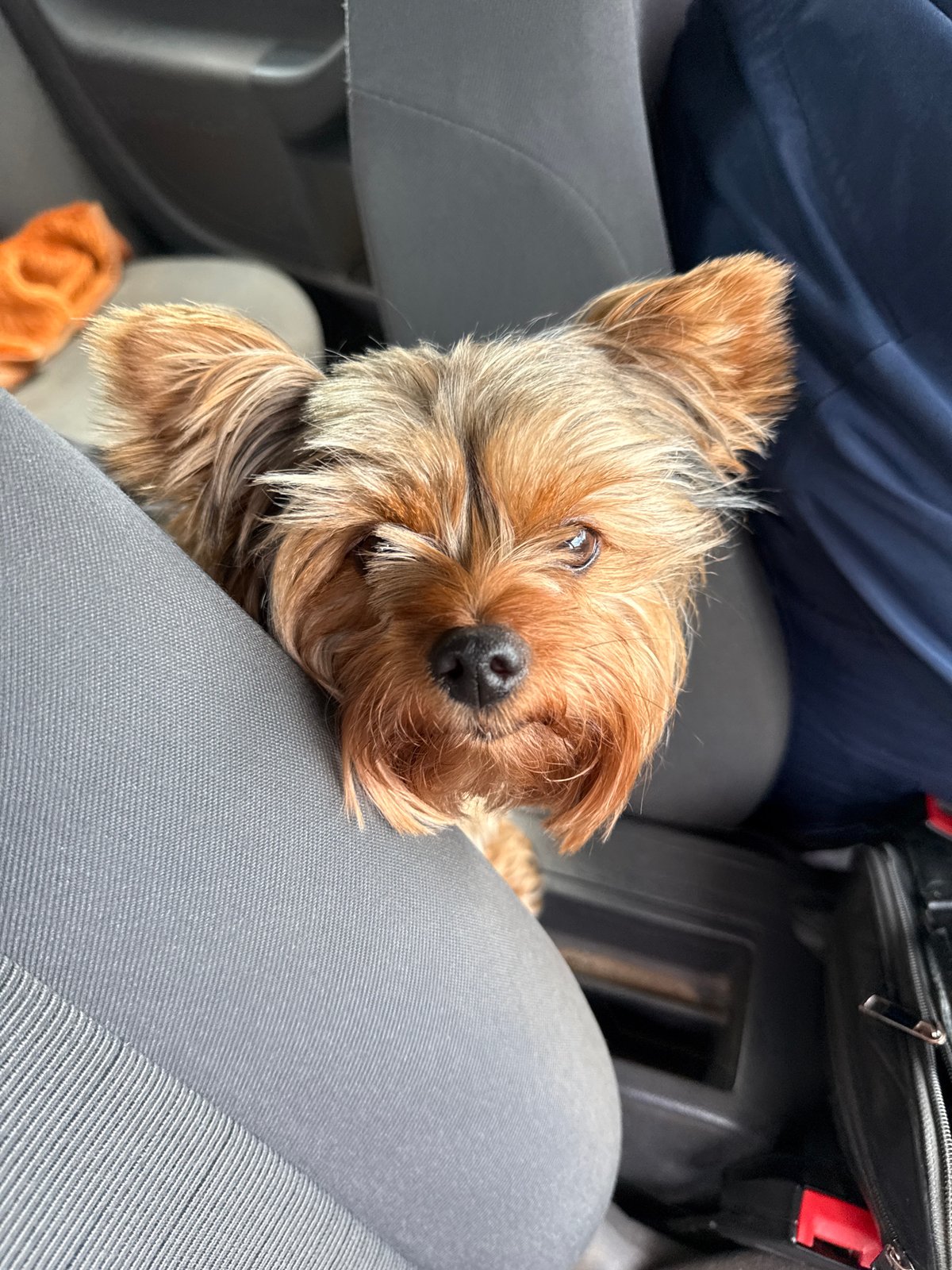Yorkshire Terrier rides through Vilnius on a cloudy morning
