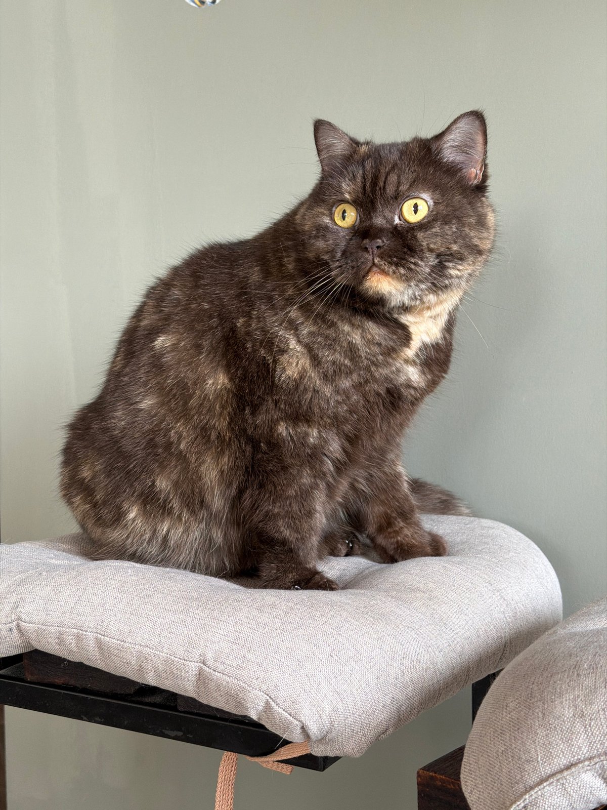 Cat grooming observed on chair in Chaikovsky, Russia