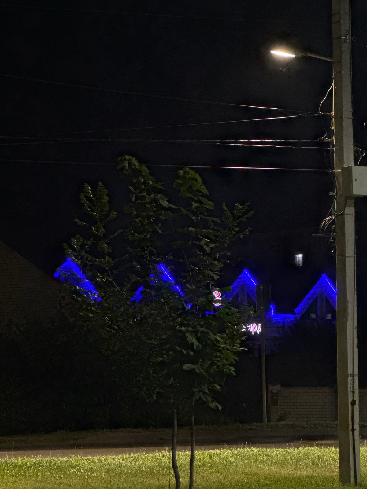 Red roses at night, neon rooflines and streetlamp wires nearby.
