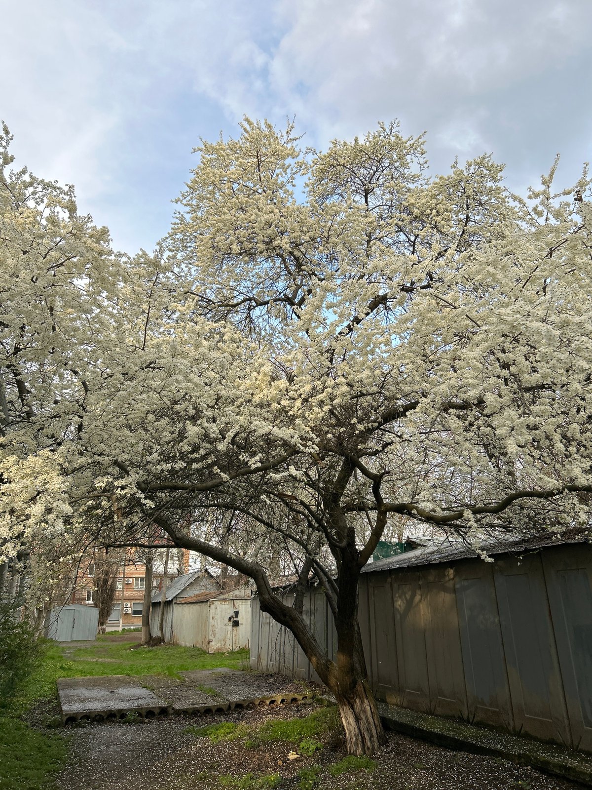 Spring blooms captured in Dmitrievskaya, Russia