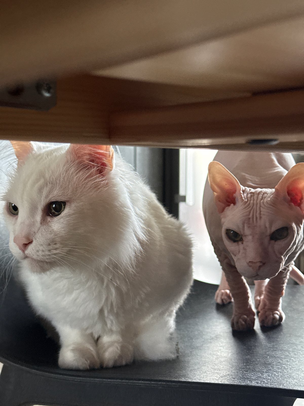 Cats play indoors during rainstorm in Krasnoyarsk, Russia