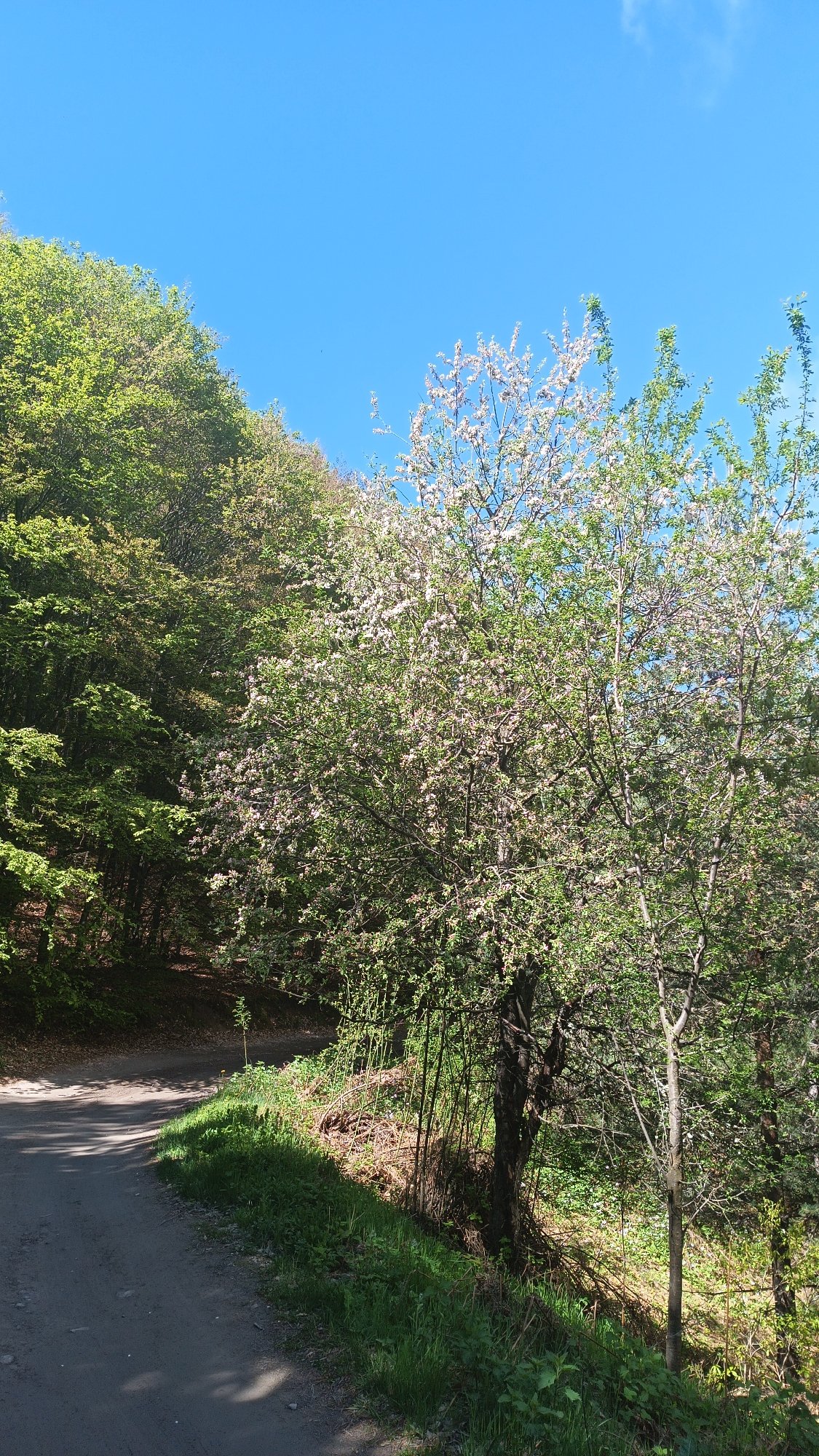 Morning hike documented through Bulgarian forest trails near Sini Vrah