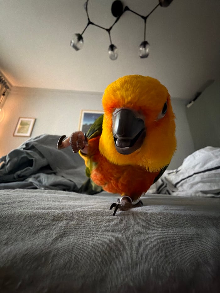Valentine's Day morning with pet parrot in decorated Moscow home