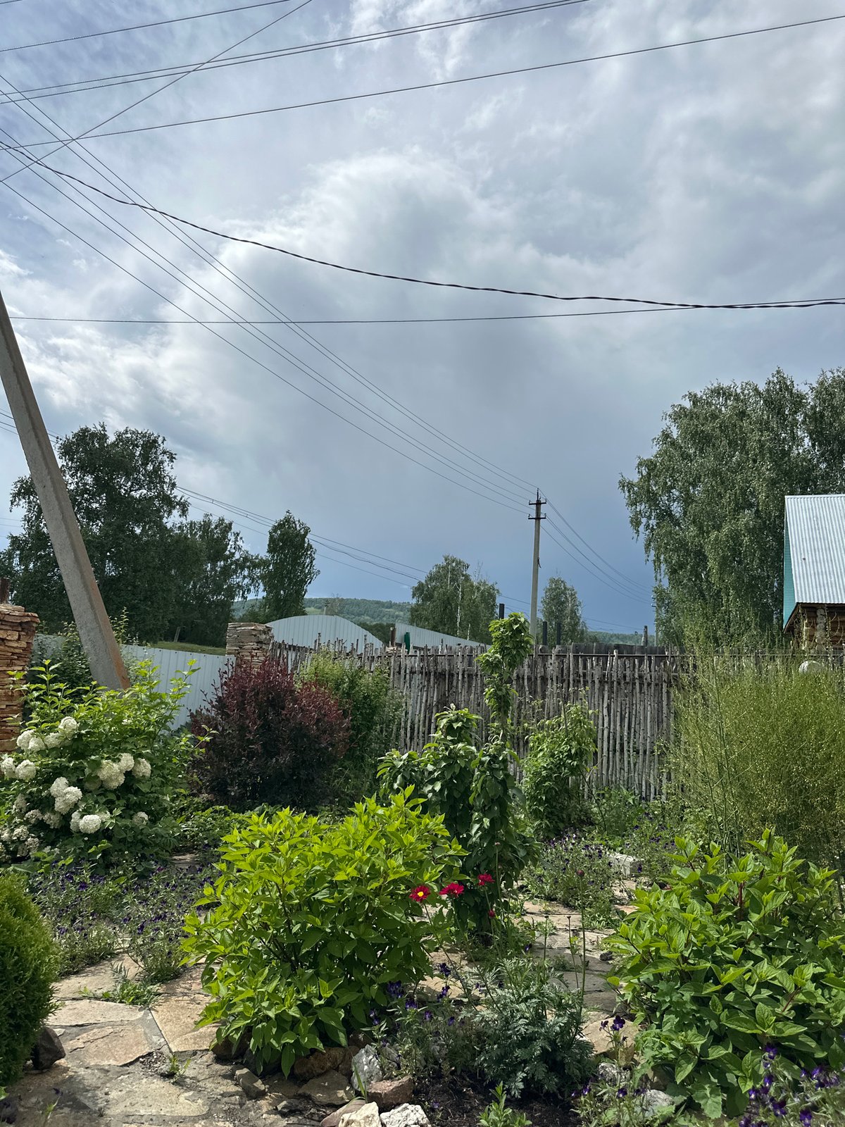 Morning botanical documentation session captures wildflowers and rural landscape